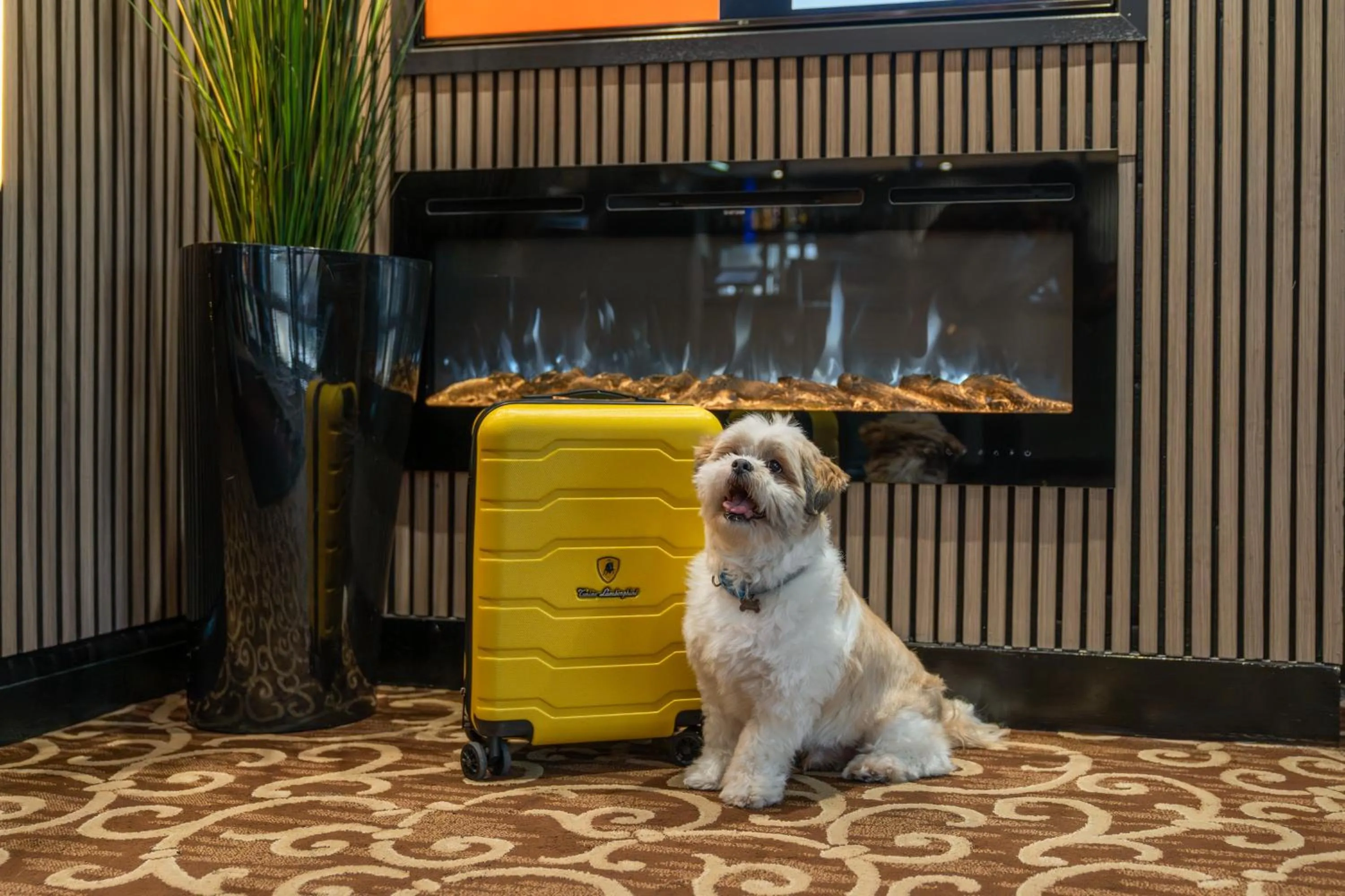 pet friendly in Airport Hotel Manchester
