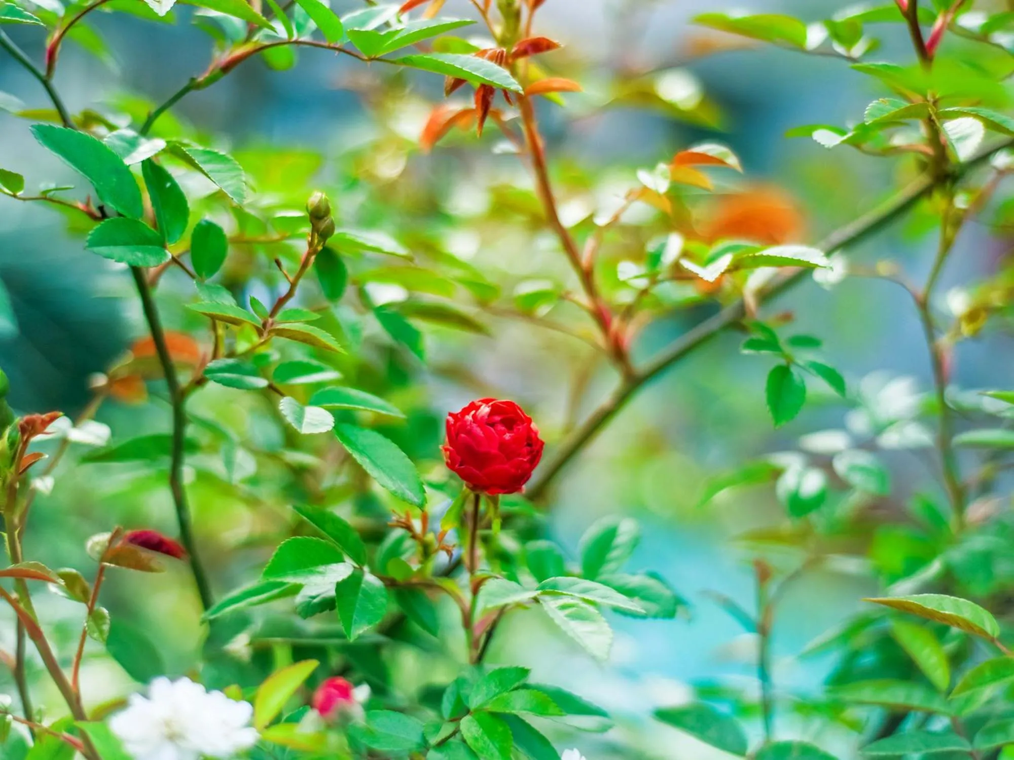 Garden in ChengDu Wuhou Temple Han Dynasty Hotel