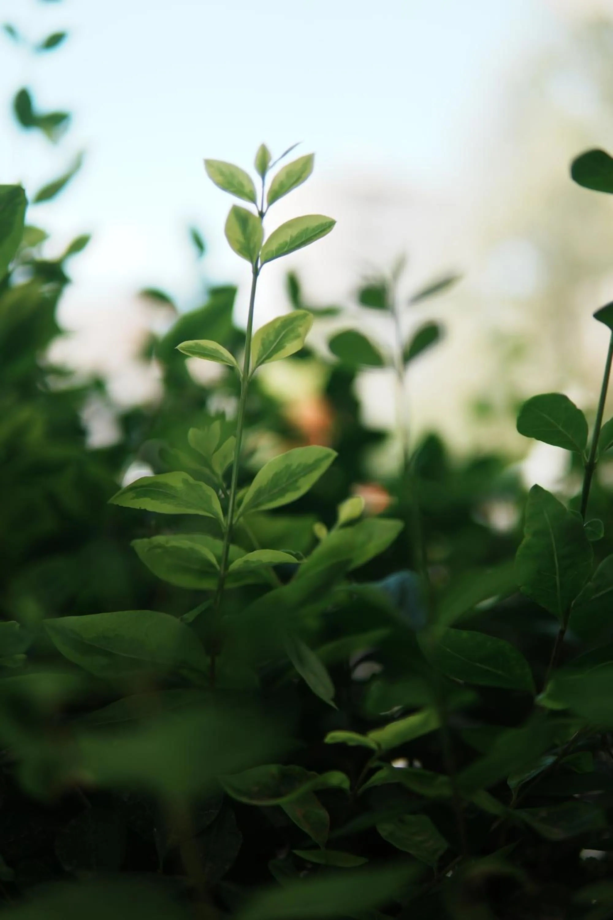 Spring in Apartments Flower Residence