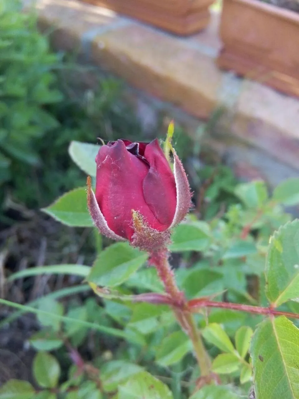 Garden in Il Frattiero B&B
