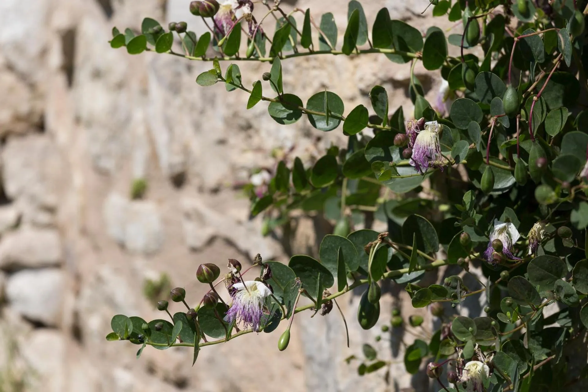 Antico Convento Dei Cappuccini