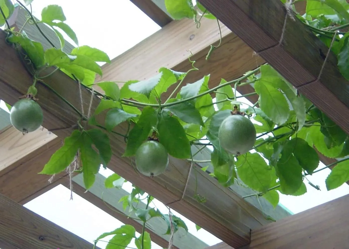 Garden in 水悅雅築民宿 Shuiyue Guest House