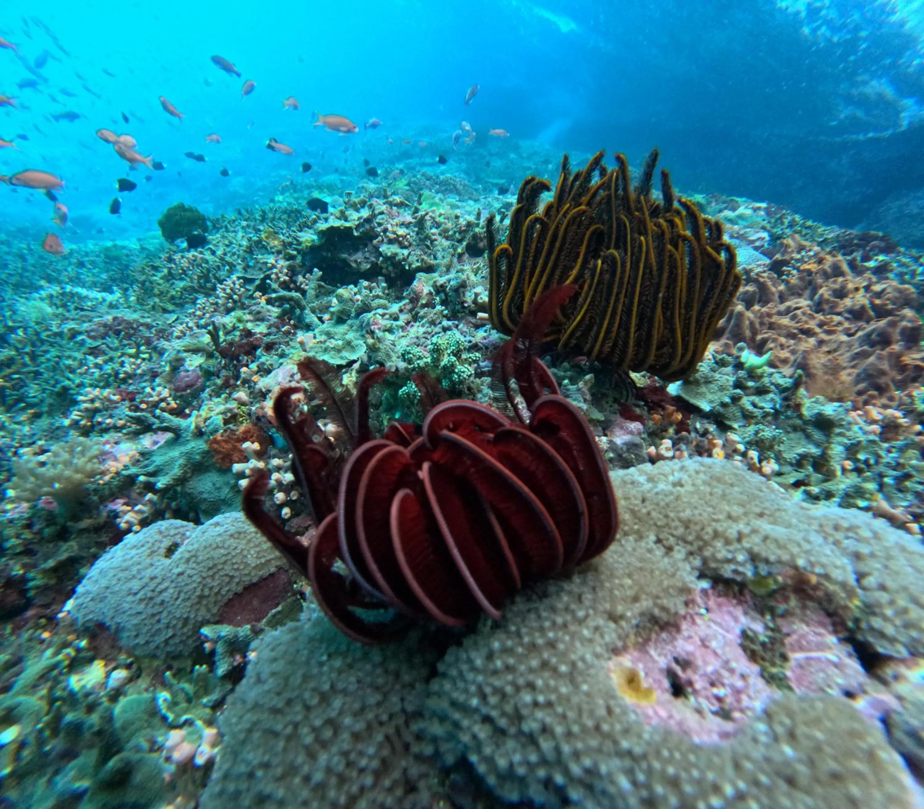 Snorkeling in Risna Homestay