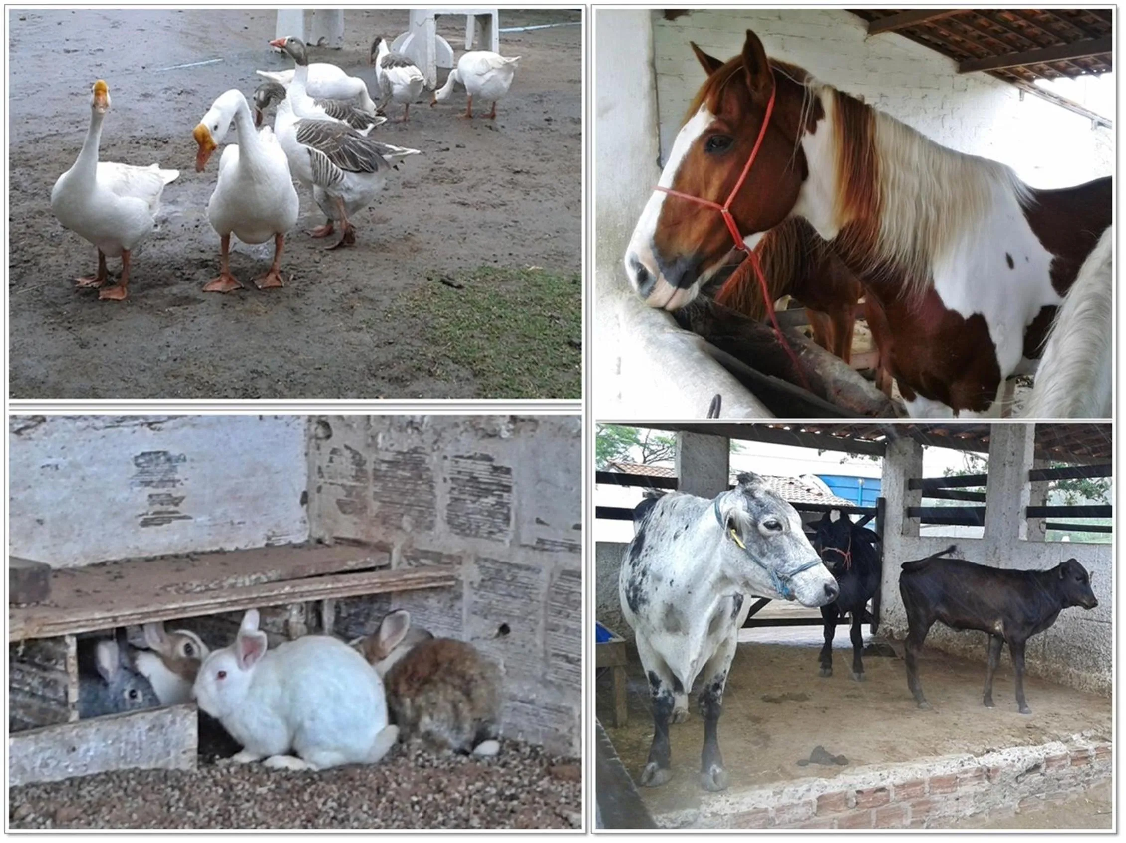 Flat no Villa Hípica - Gravatá