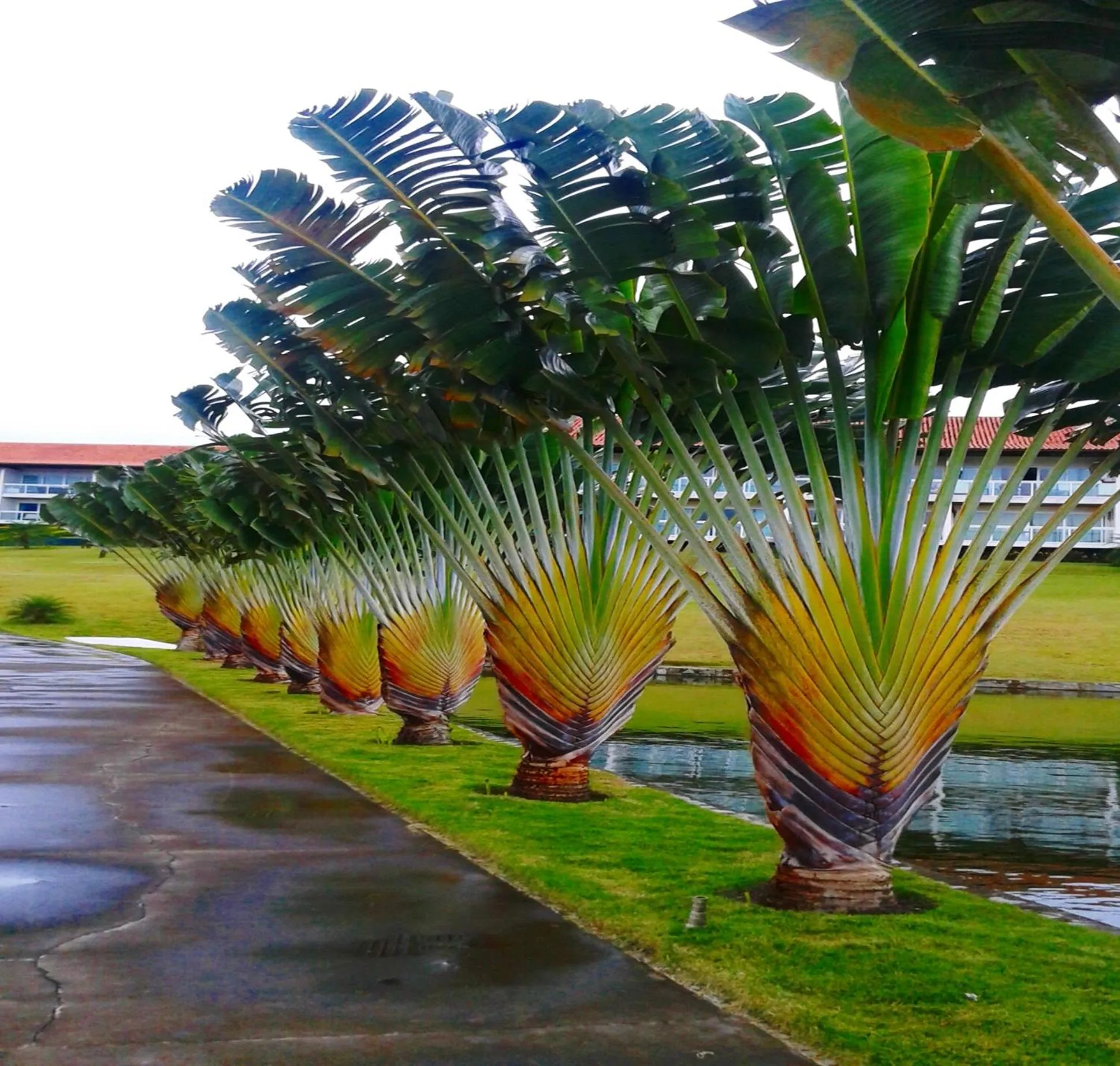 Flat no Villa Hípica - Gravatá