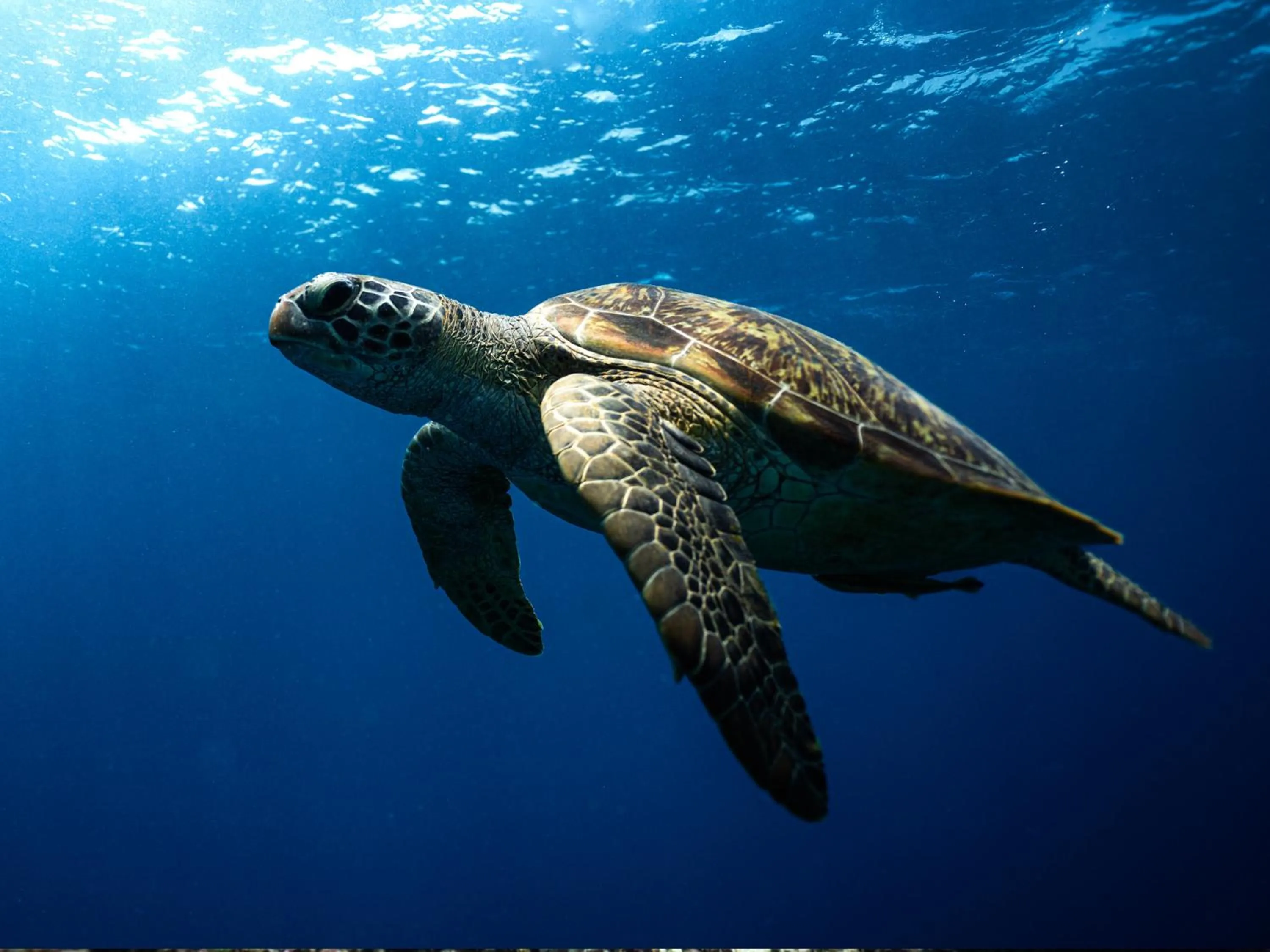 Beach in Lasai Villas
