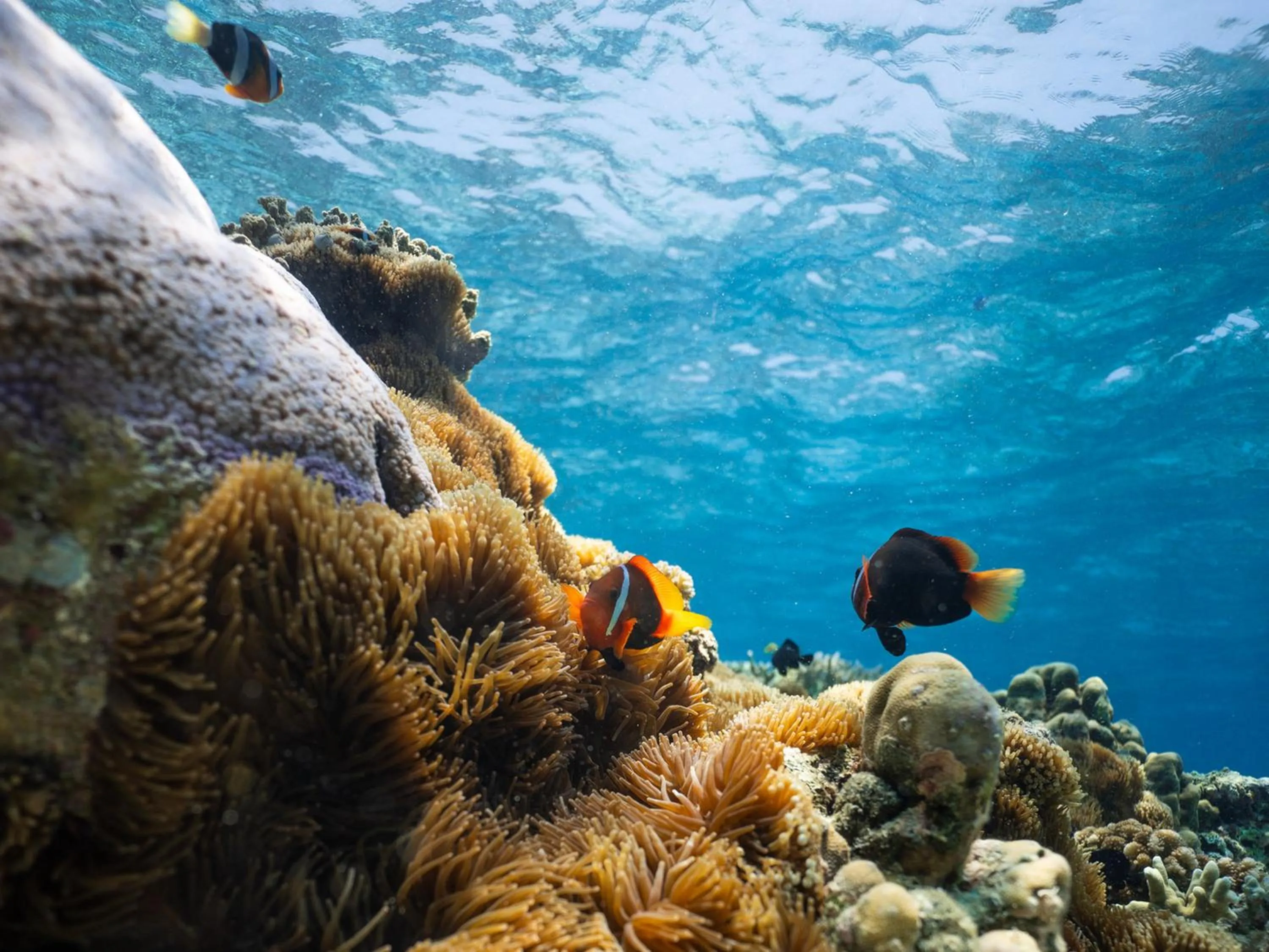 Sea view in Lasai Villas
