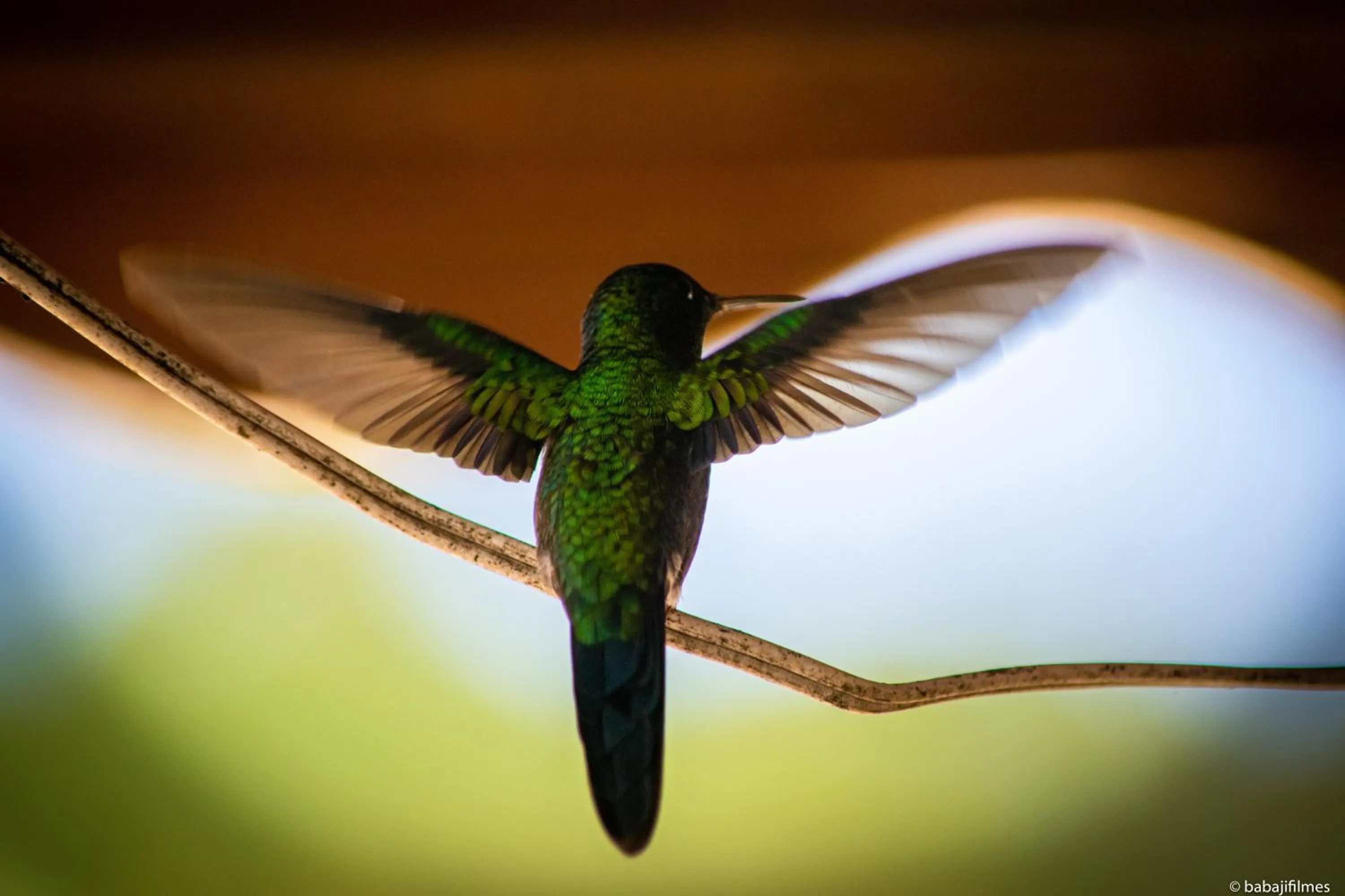 Animals in Pousada Valle das Flores Monte Verde