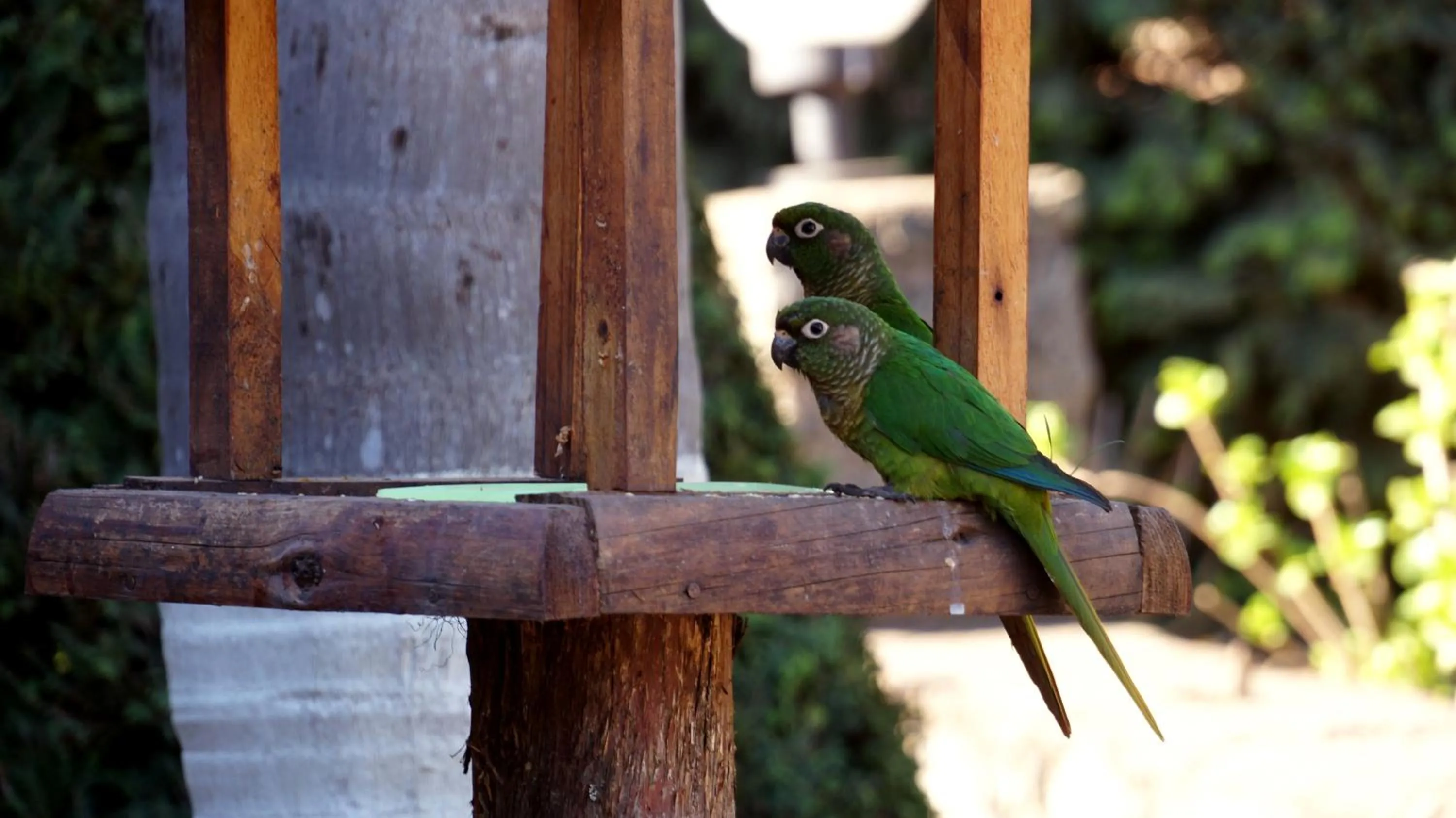 Garden in Pousada Valle das Flores Monte Verde