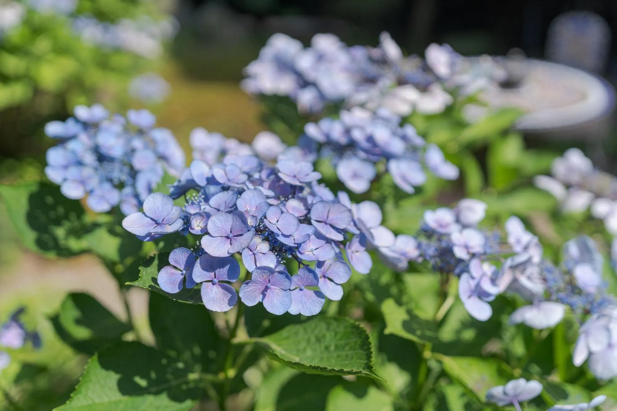 Garden in Nagasaki Kagamiya