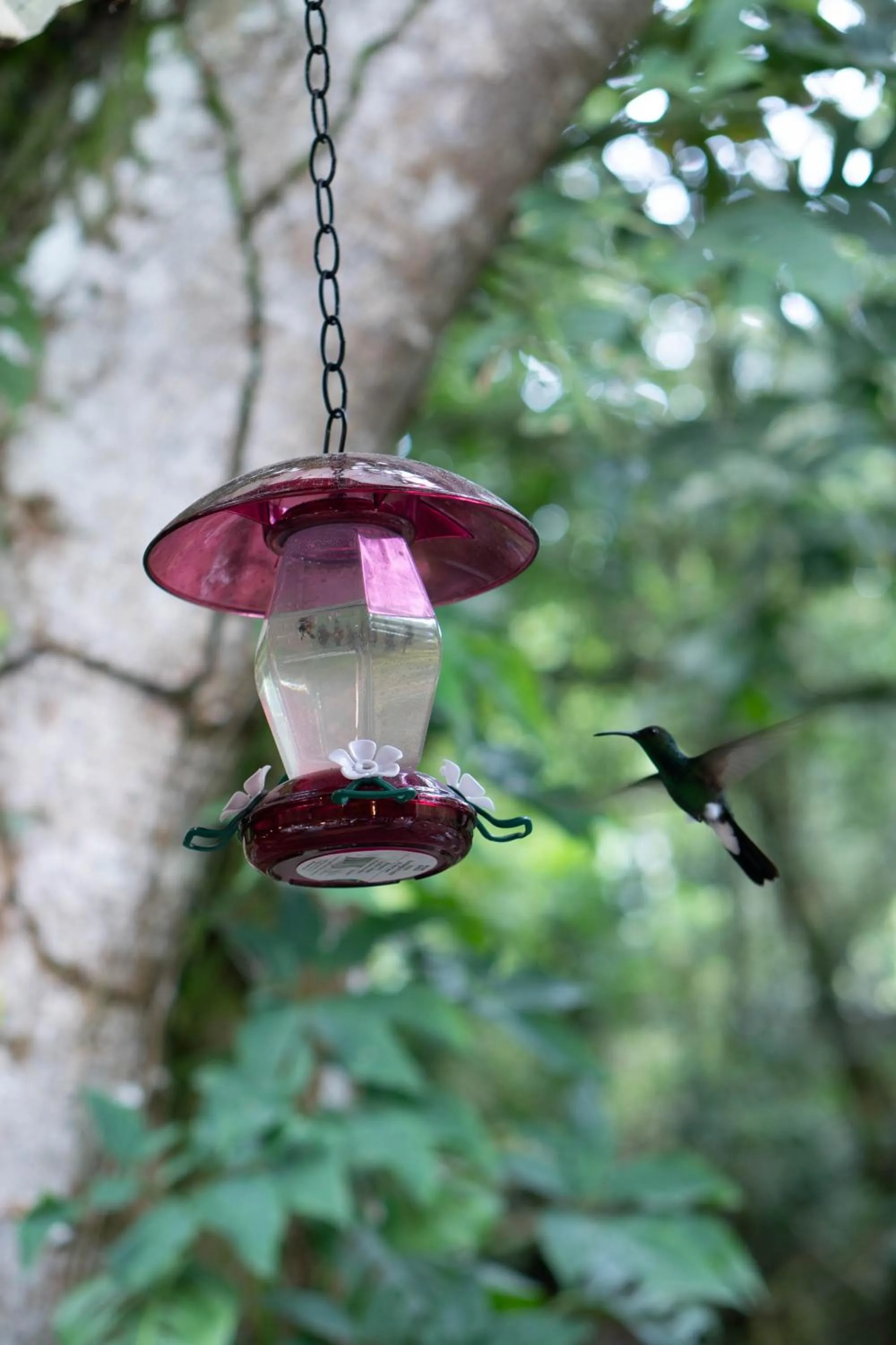 Natural landscape in Hotel Casa de Hadas