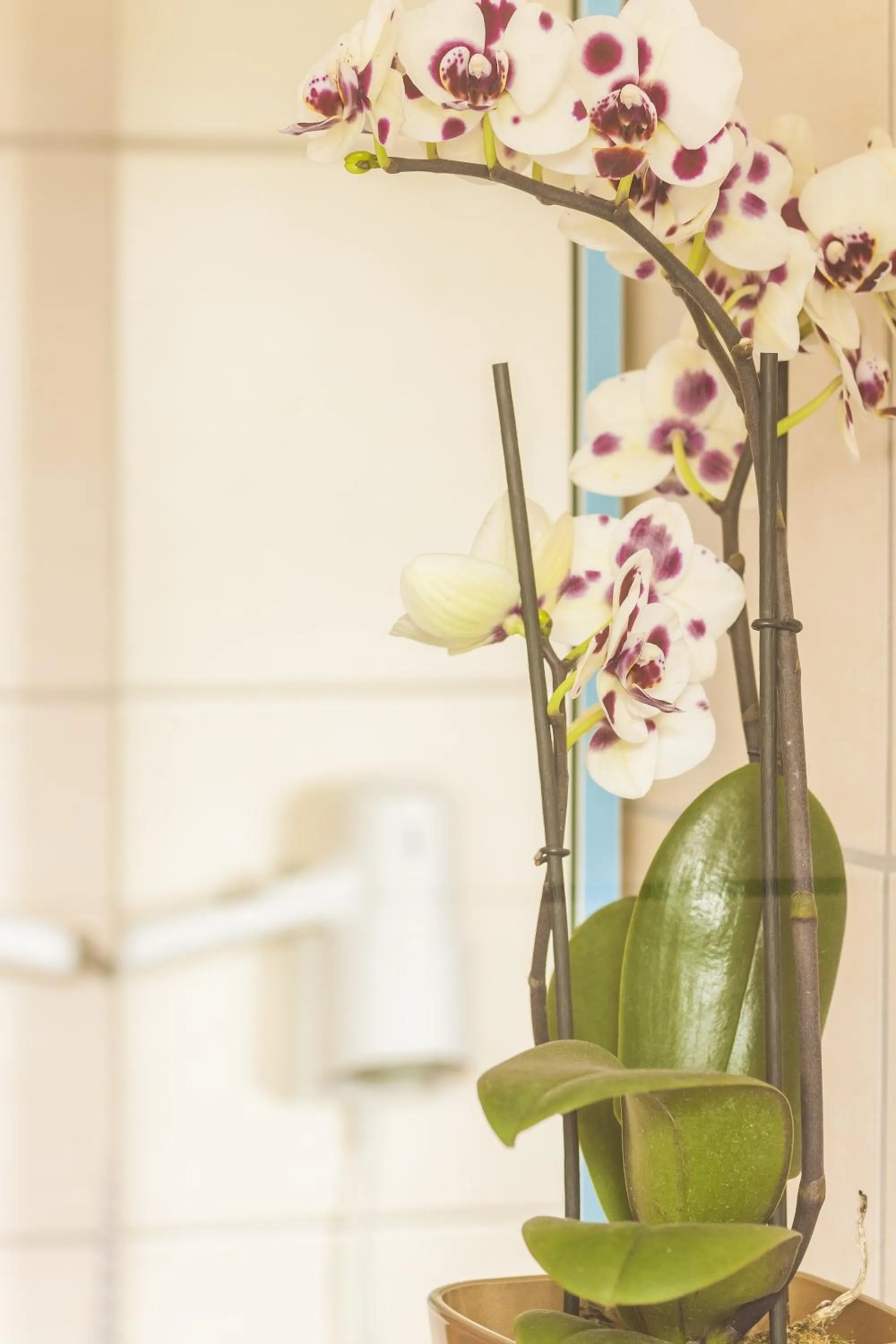 Photo of the whole room in Wilbergerhof RoyalThai