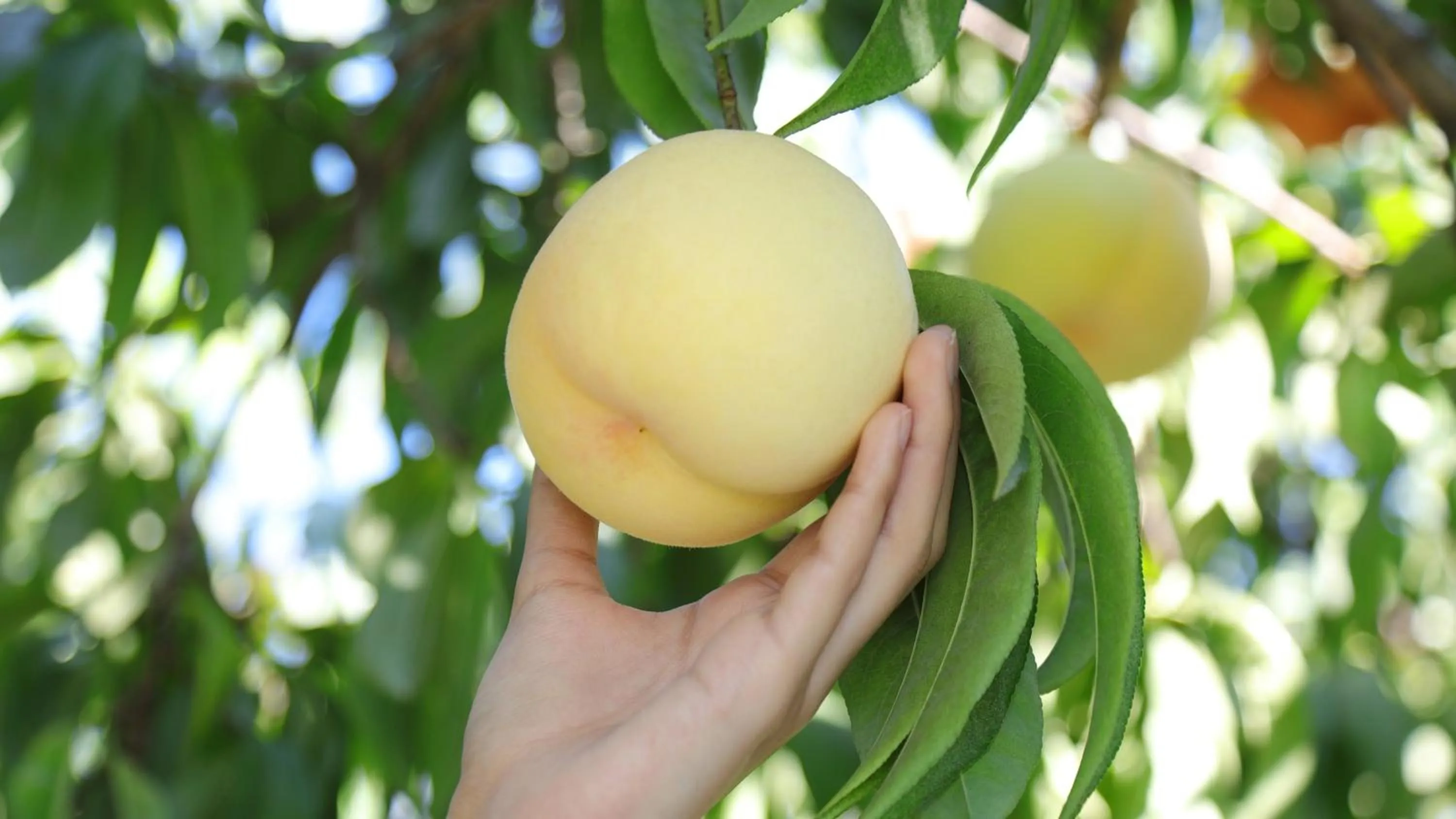 Nearby landmark in ANA Crowne Plaza Okayama by IHG