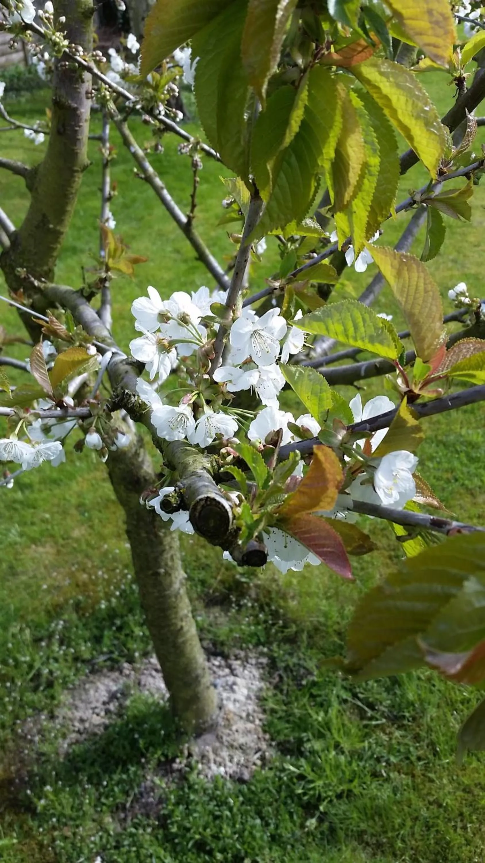 Natural landscape in Hotel Deutsches Haus Francop