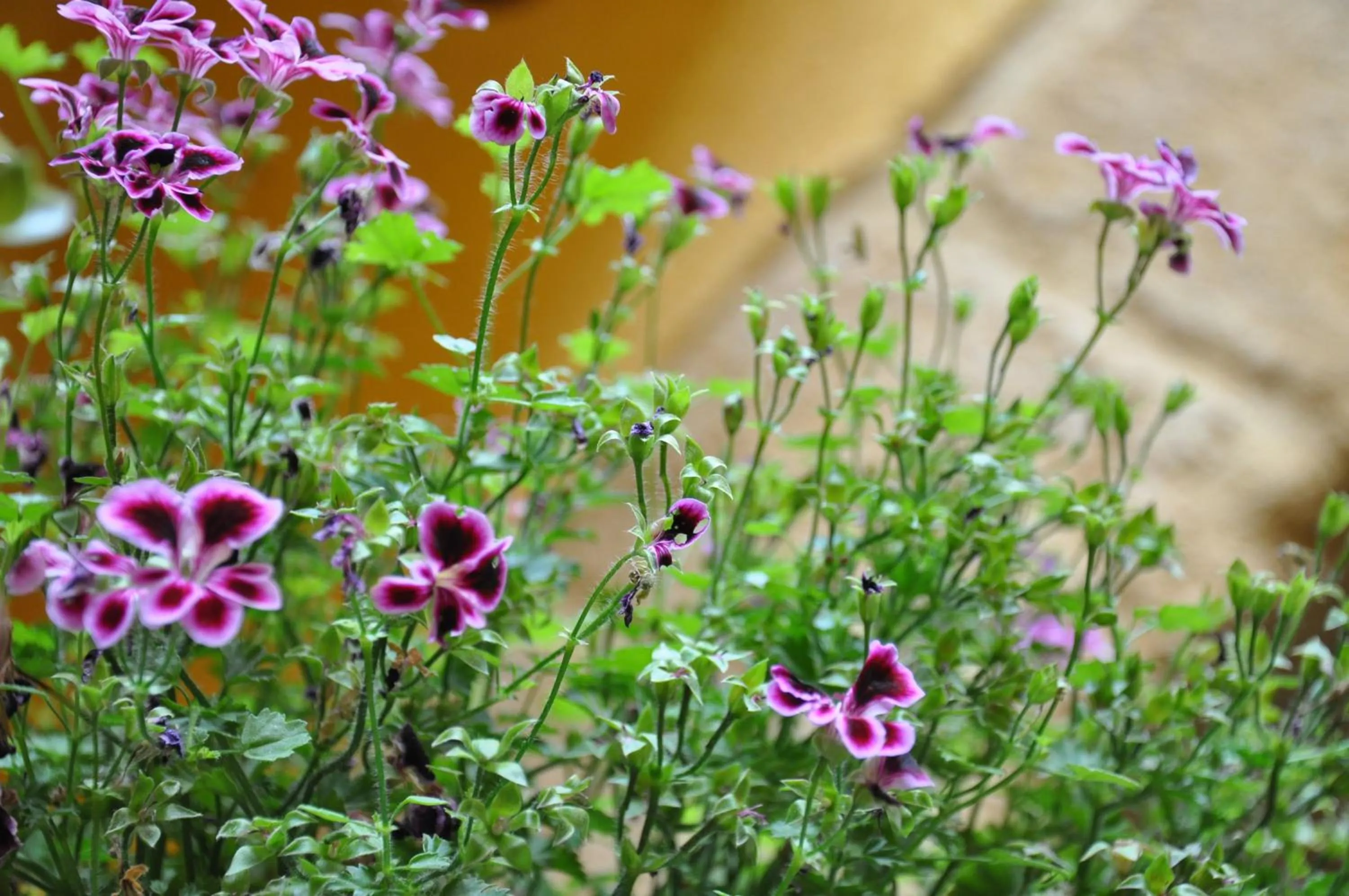 Decorative detail in La Nuova Girgenti
