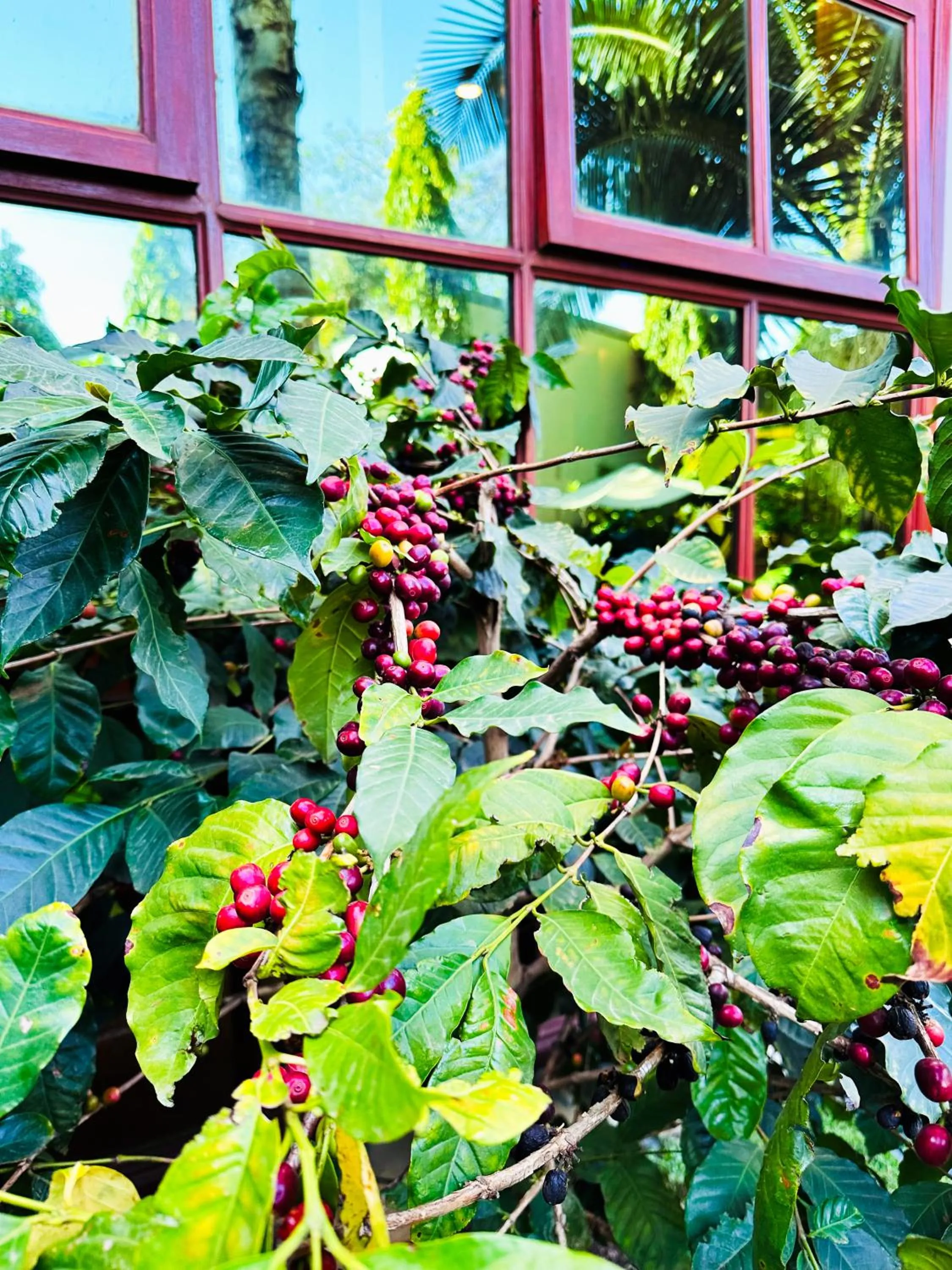Garden in Green Mountain Hotel