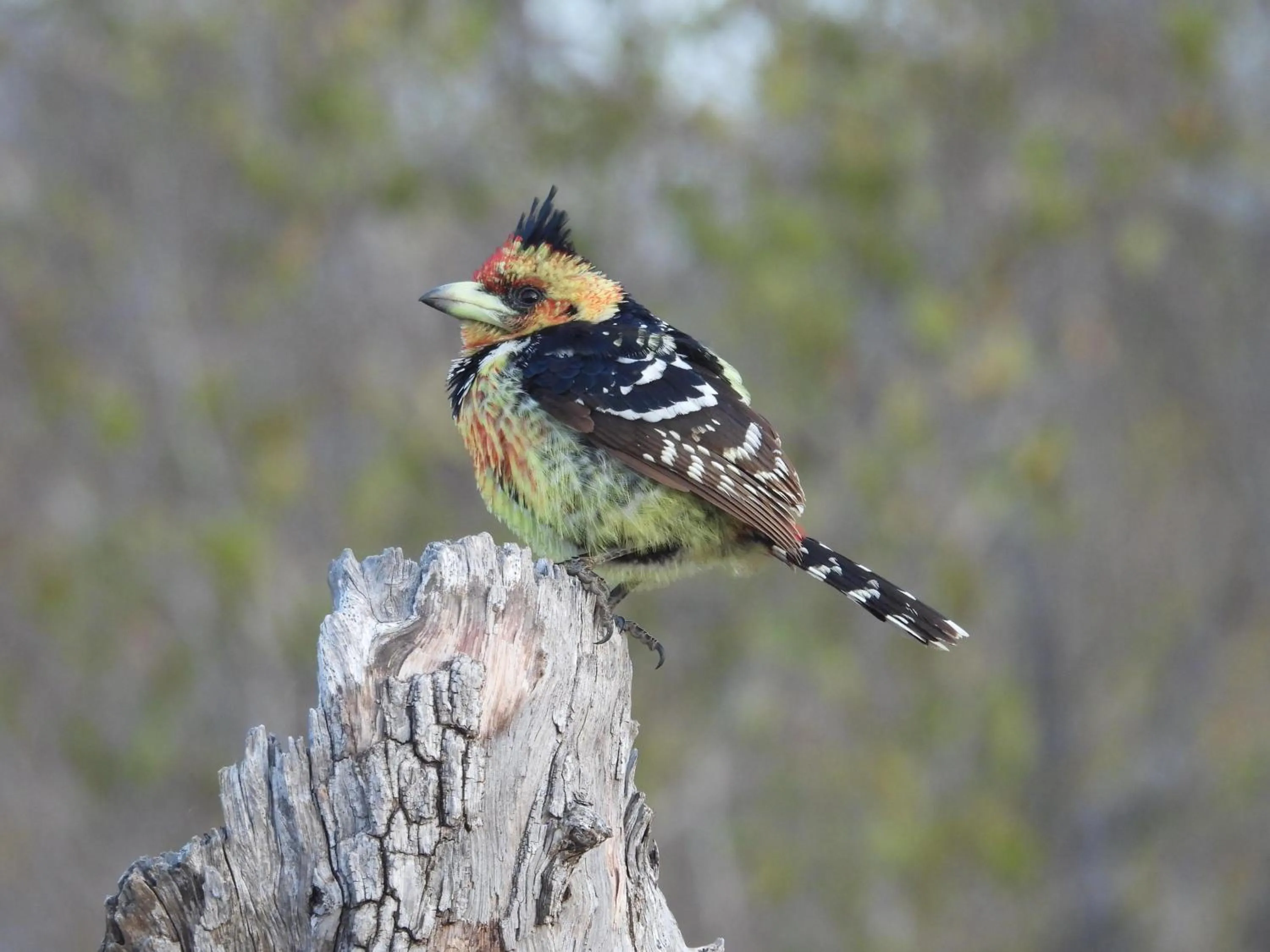 Pets in Sausage Tree Safari Camp