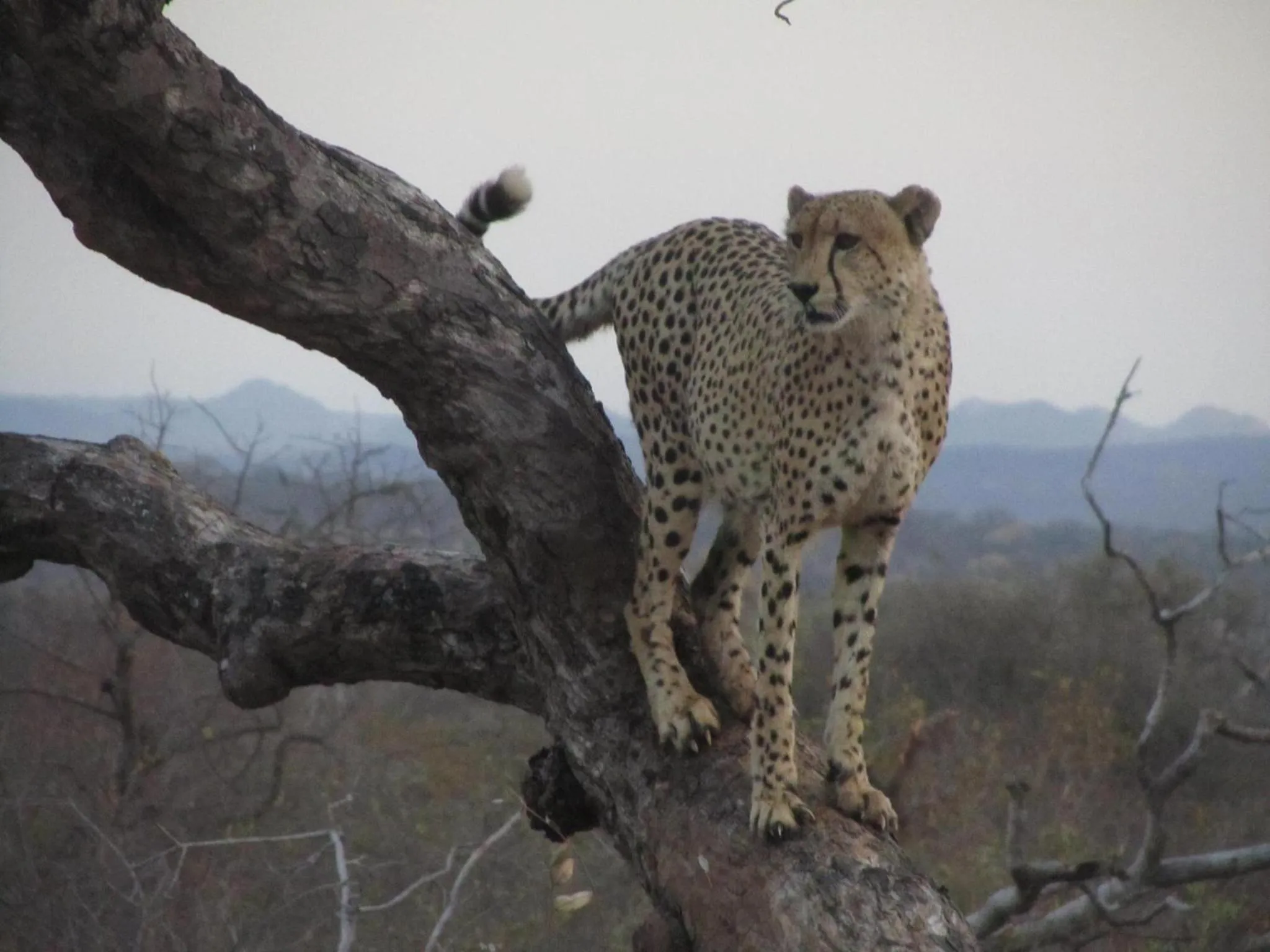 Activities in Sausage Tree Safari Camp