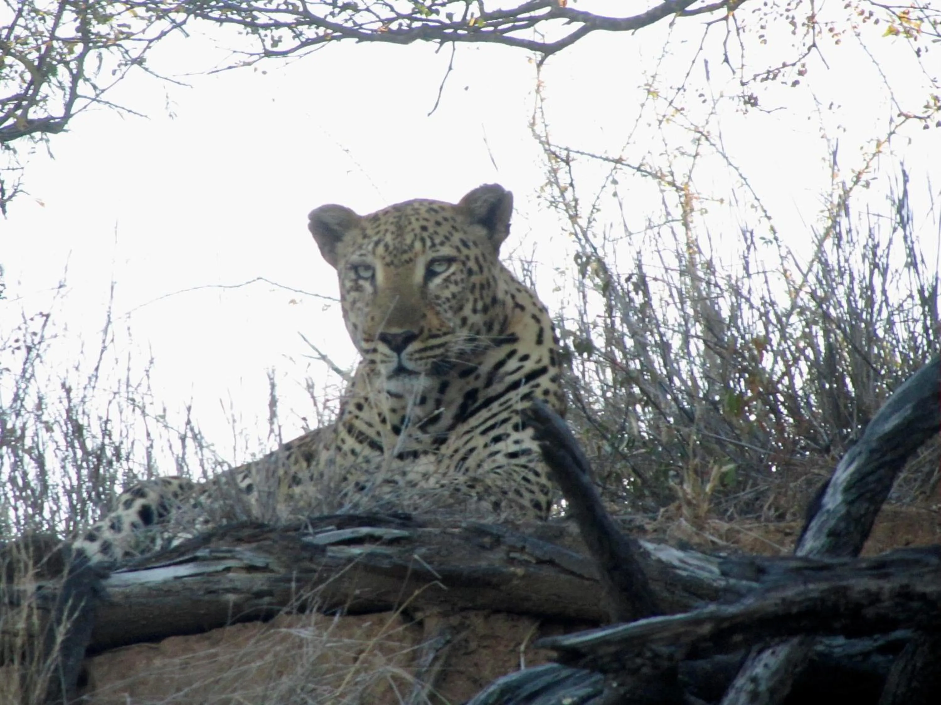Activities in Sausage Tree Safari Camp