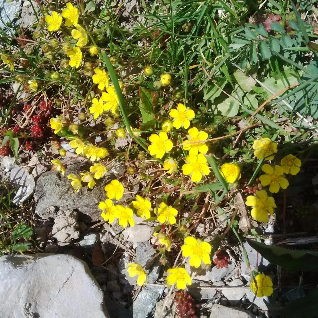 Spring in Cadorna Chalet