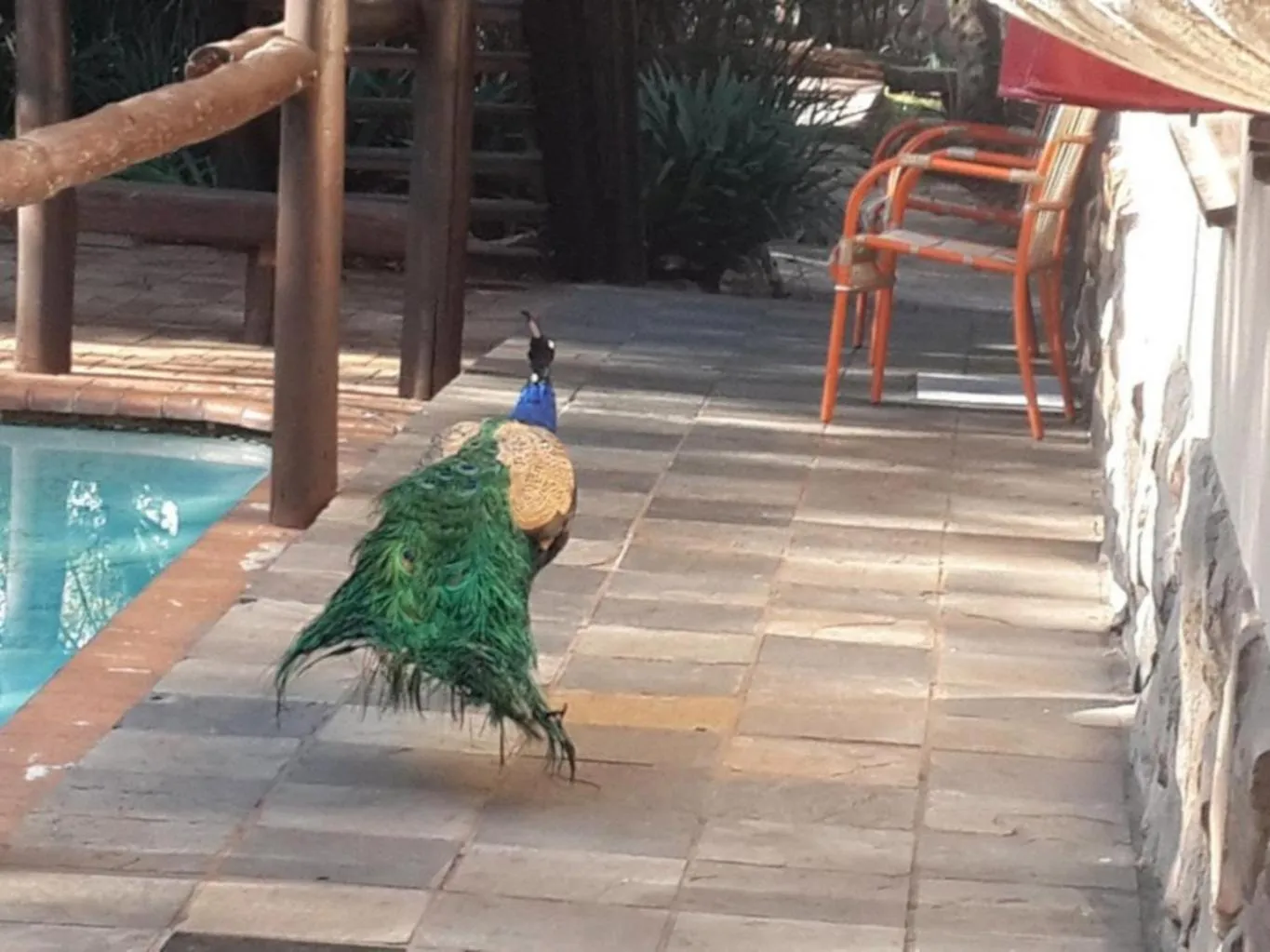 Pool view in Lapalosa Lodge