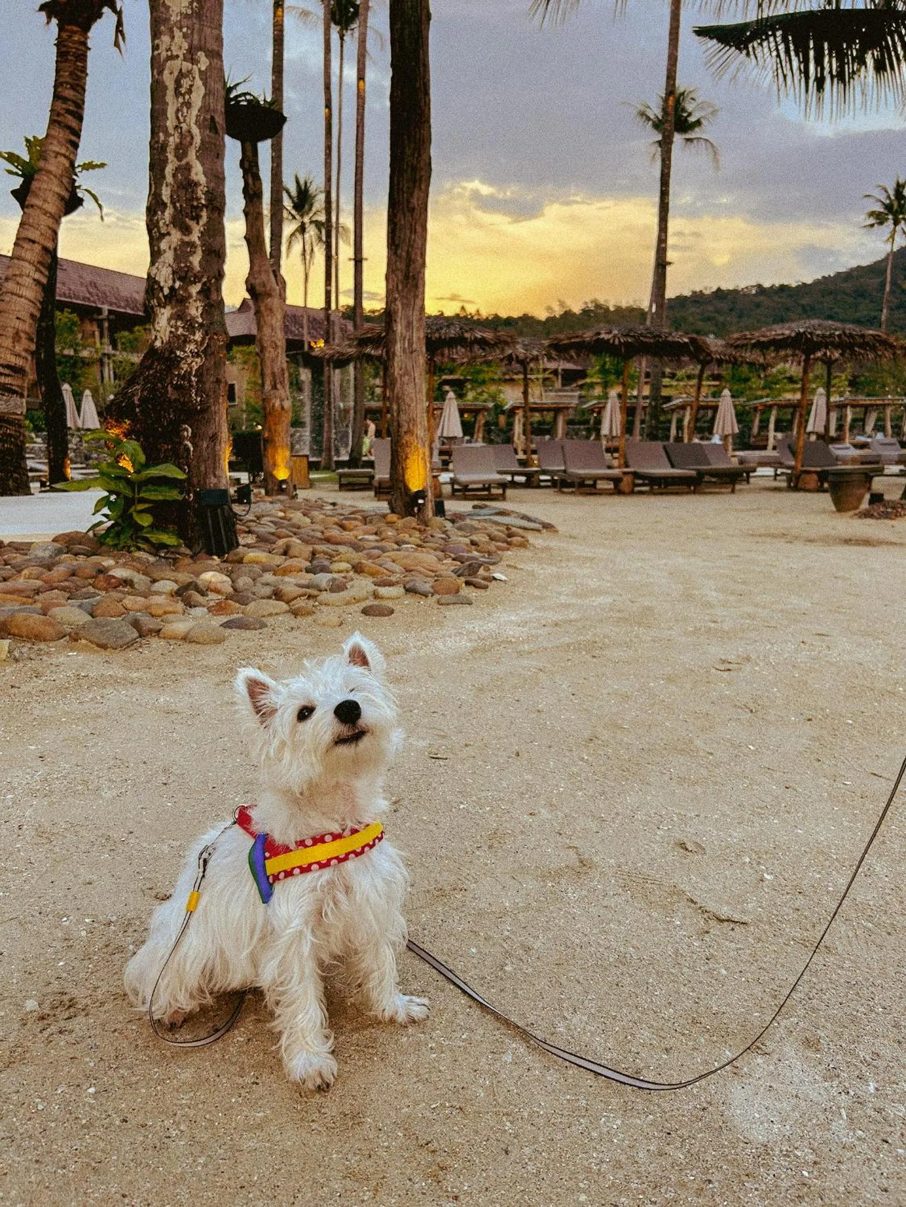 pet friendly in Vignette Collection Dinso Resort & Villas Ko Chang by IHG