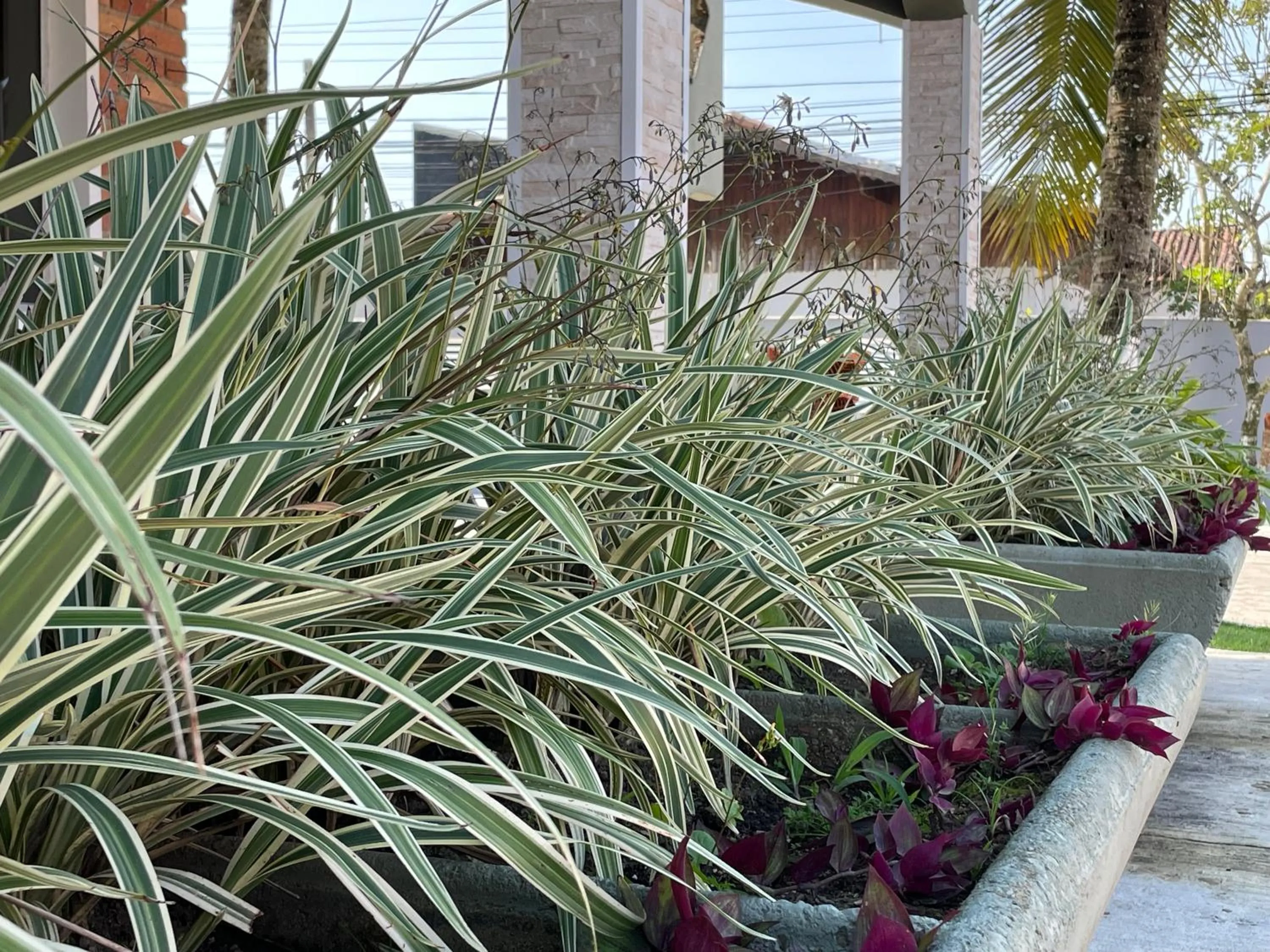 Garden in Surfside Suites