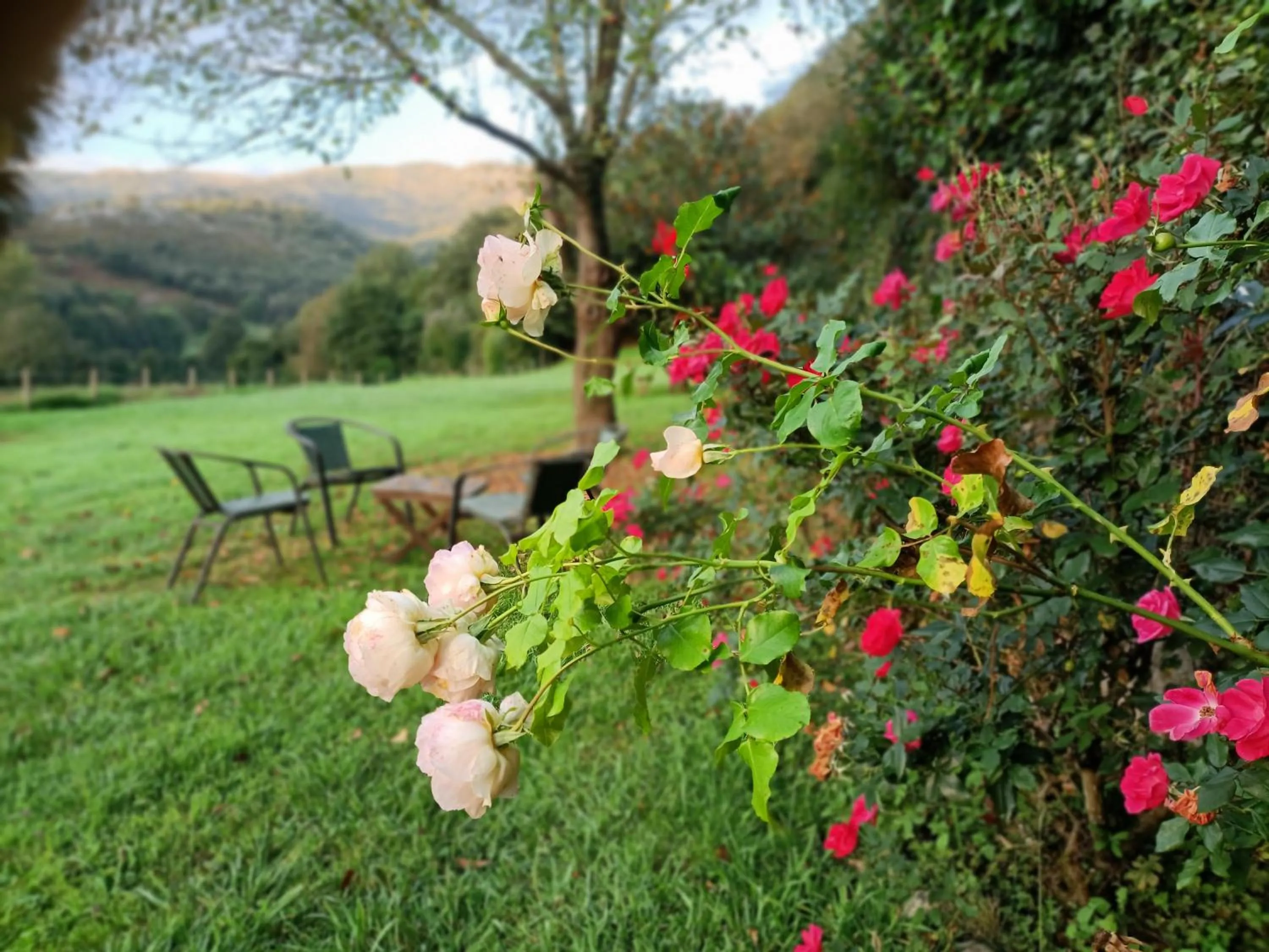 Garden in Hotel Boutique Villa de Palacios - Palacio de Aras