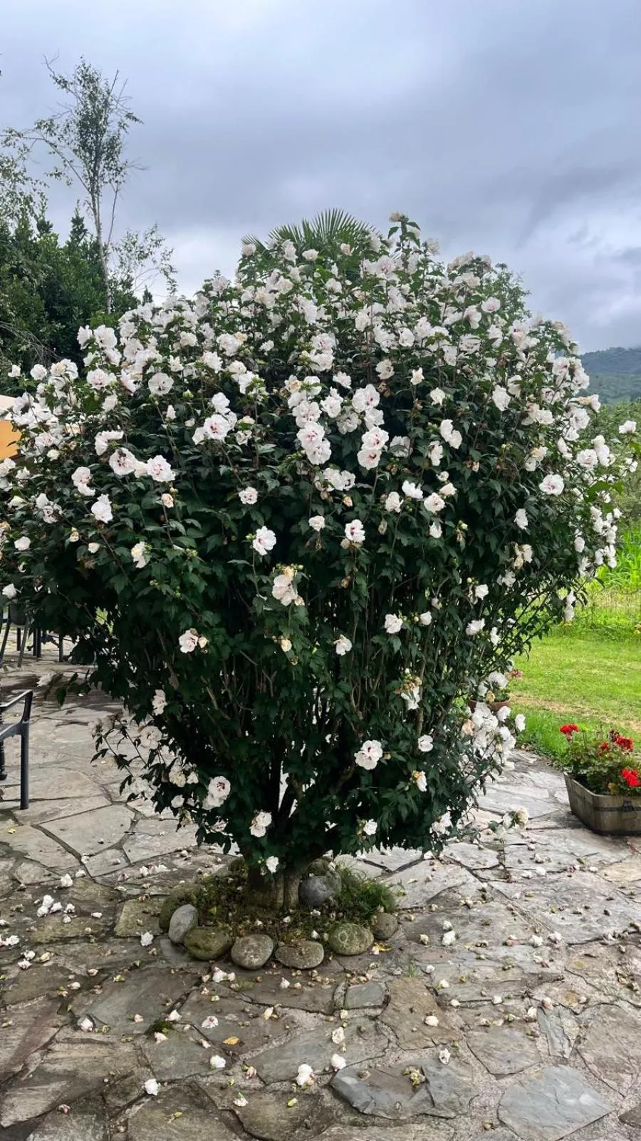 Garden in Hotel Boutique Villa de Palacios - Palacio de Aras