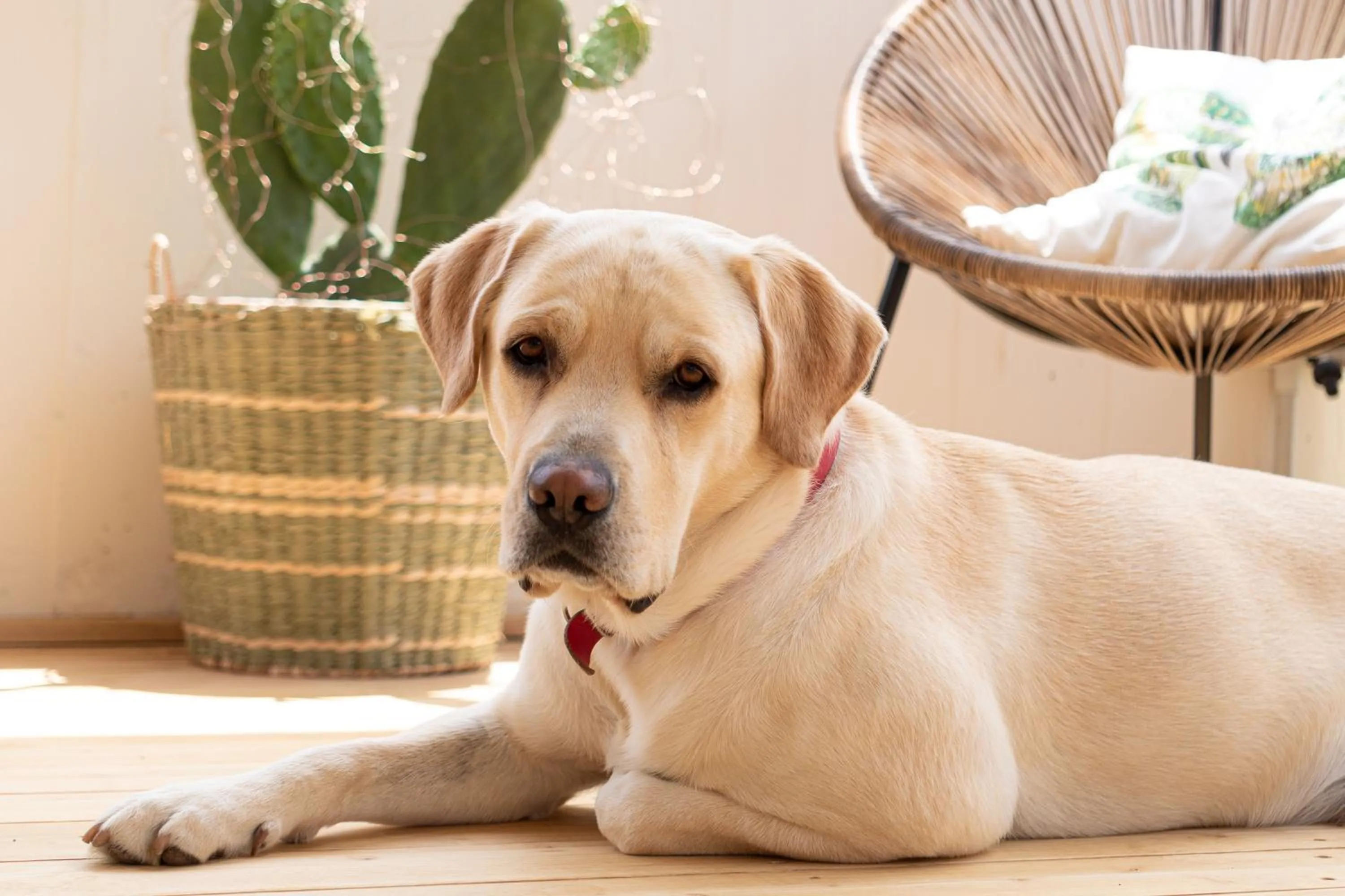 Pets in Bed and Breakfast Bric & Brac