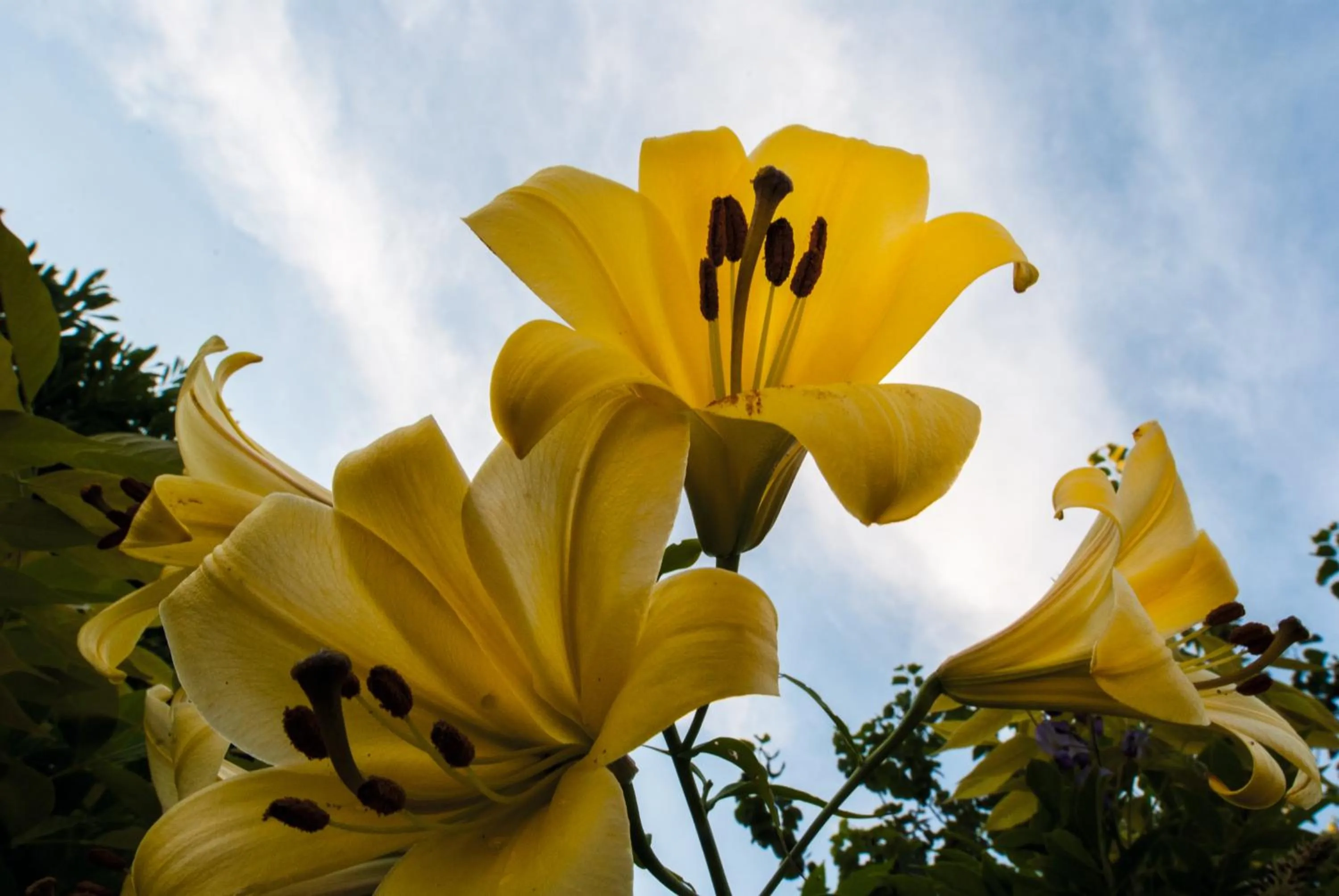 Garden in Hôtel Le Haut des Lys