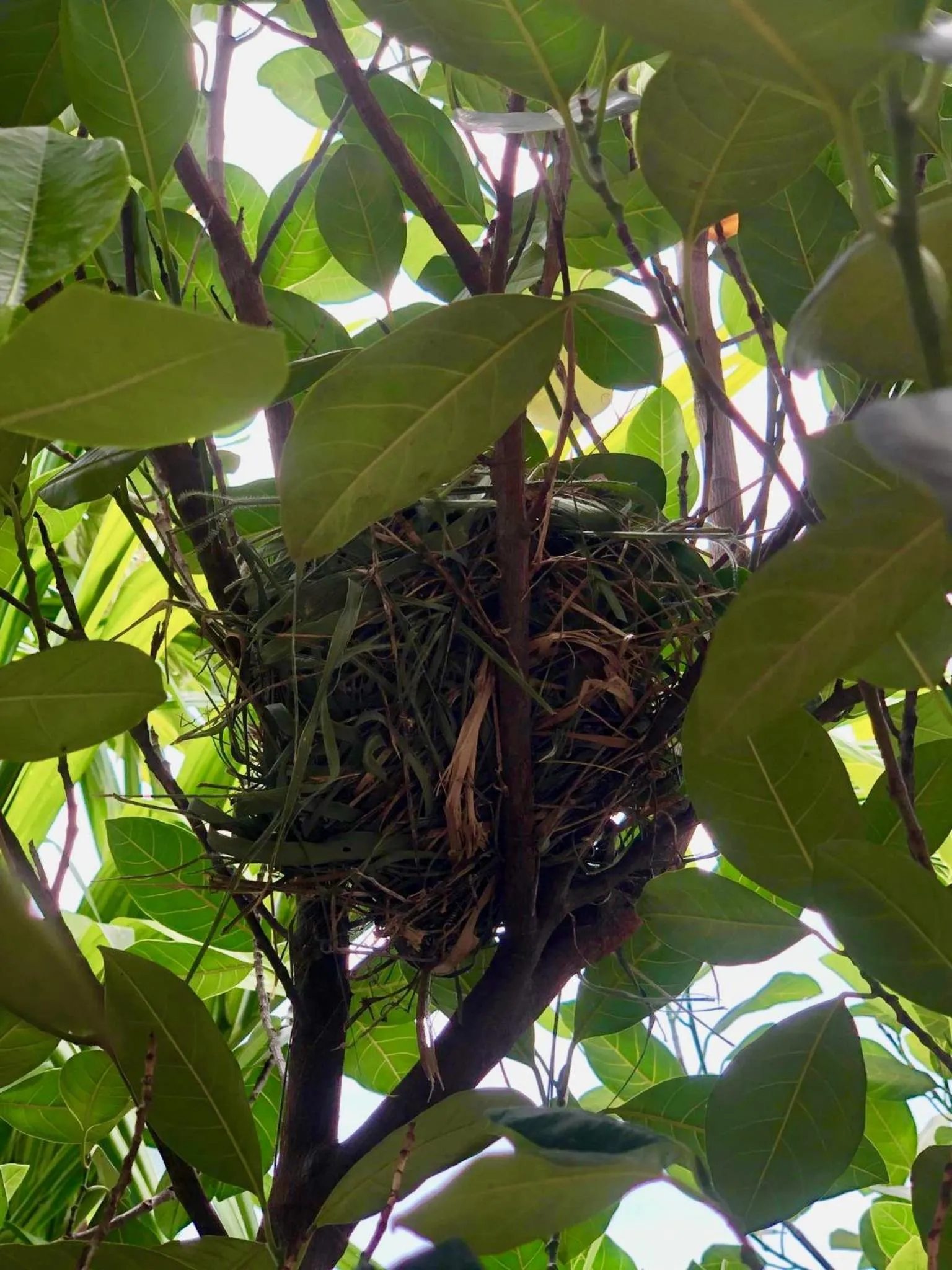 Garden in Nary Villa