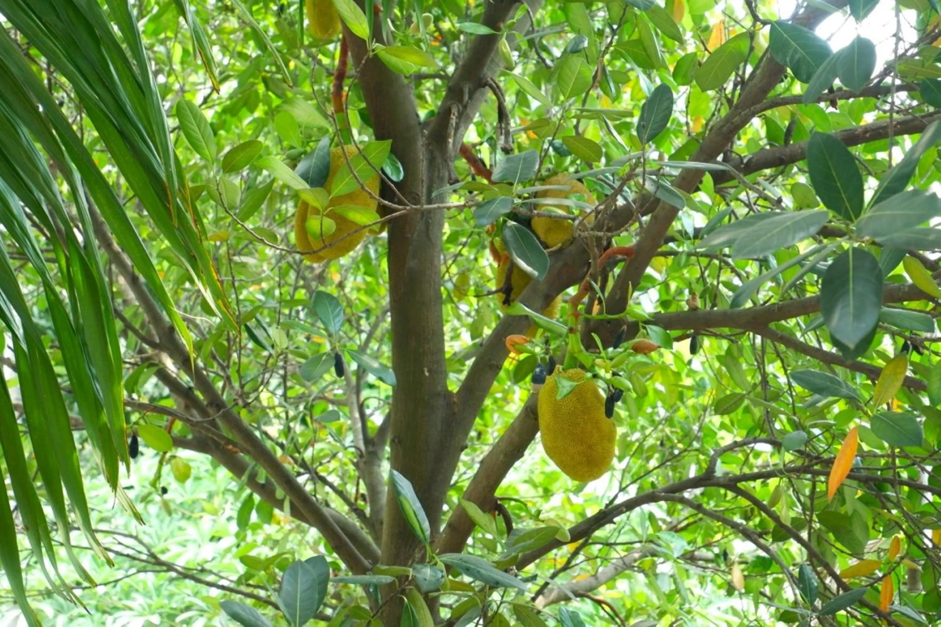 Garden view in Nary Villa