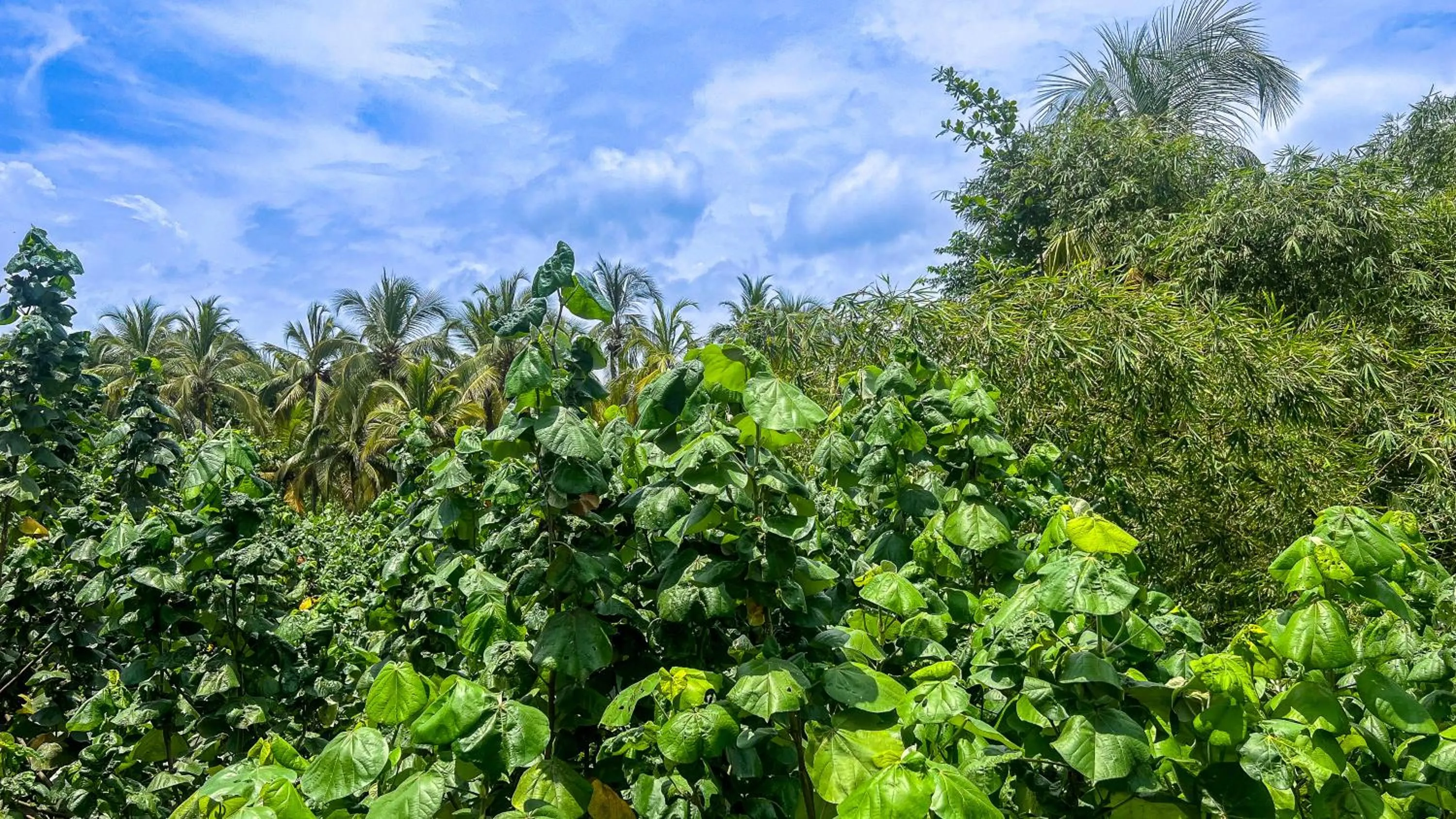 Day in Hostal MOCAMBO BEACH