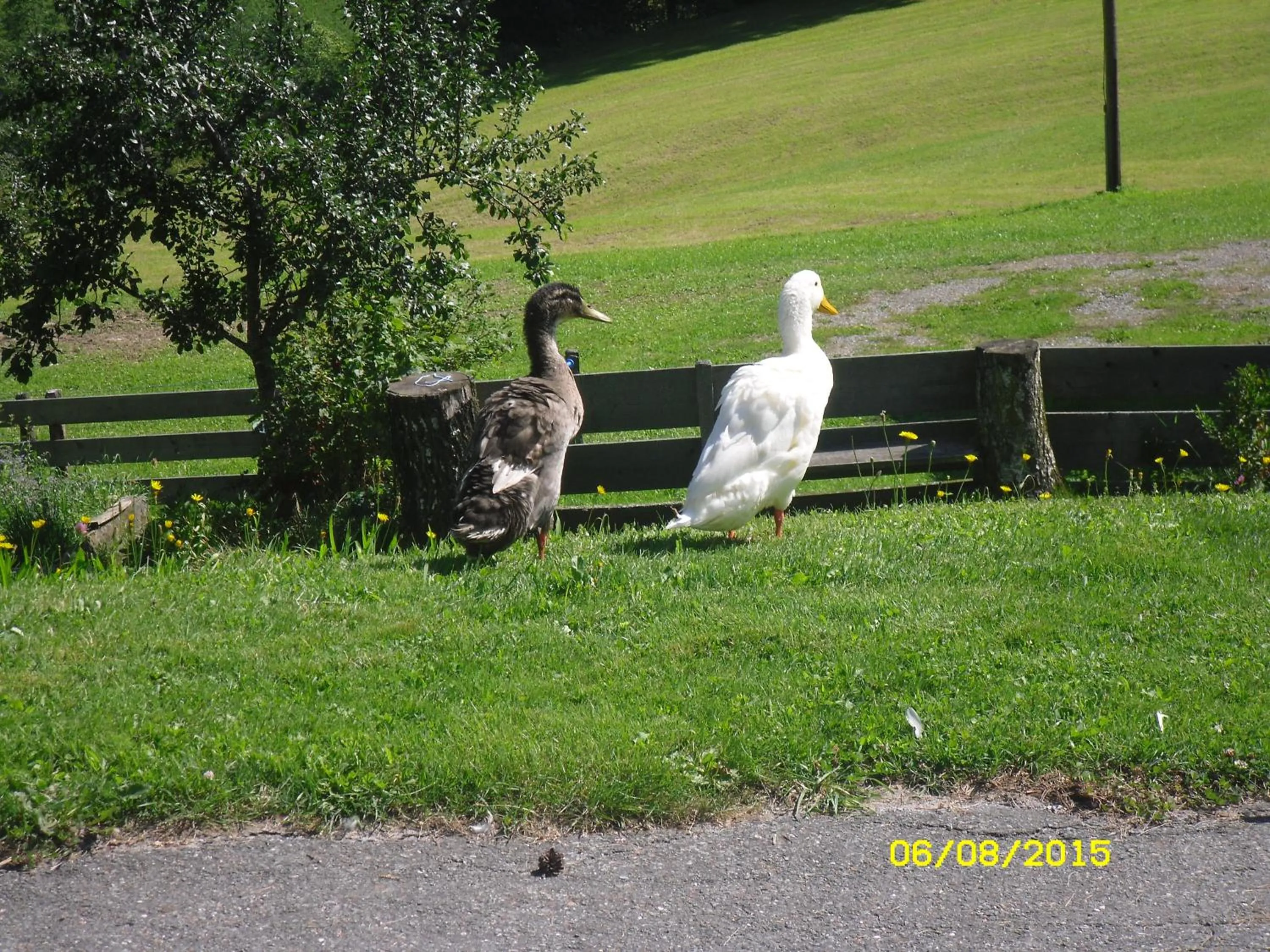 Pets in Vorderwiesgut