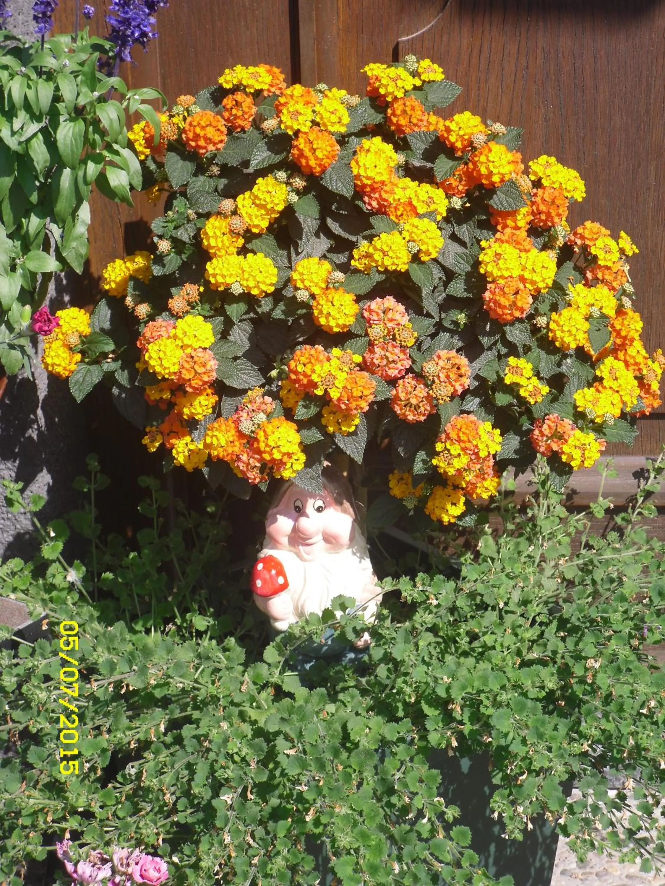 Summer in Vorderwiesgut