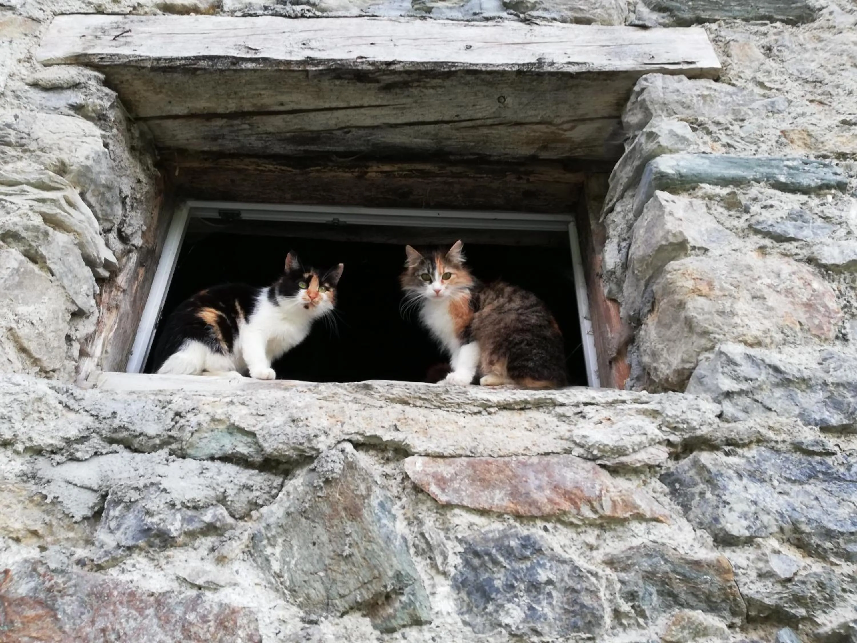 Pets in Vorderwiesgut