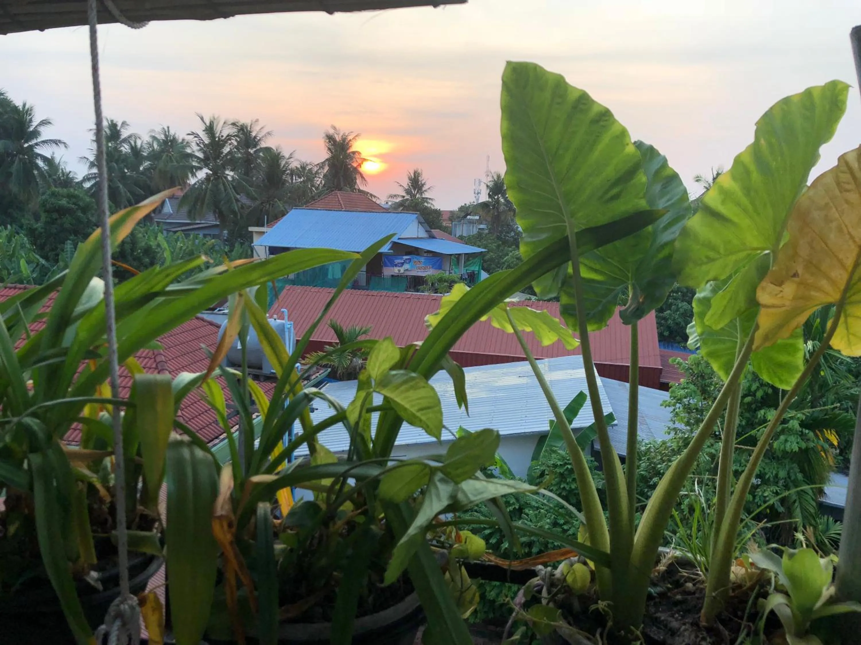 Garden in Sophat Villa