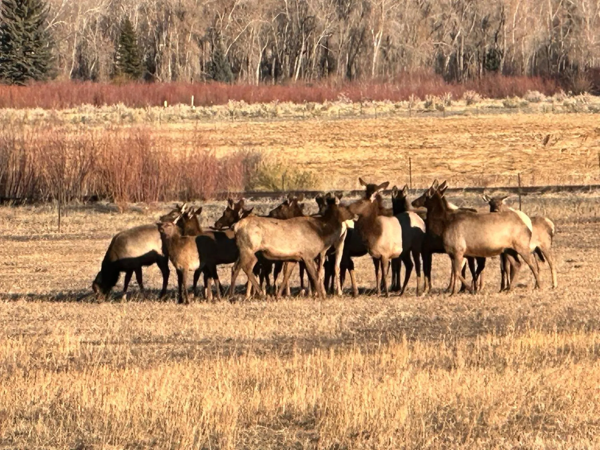 Ute Bluff Lodge, Cabins and RV park
