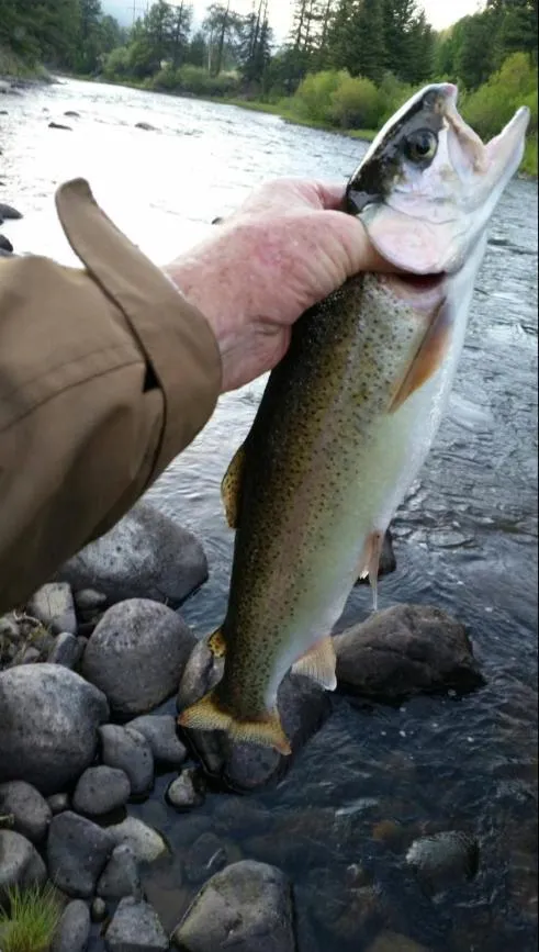 Day in Ute Bluff Lodge, Cabins and RV park