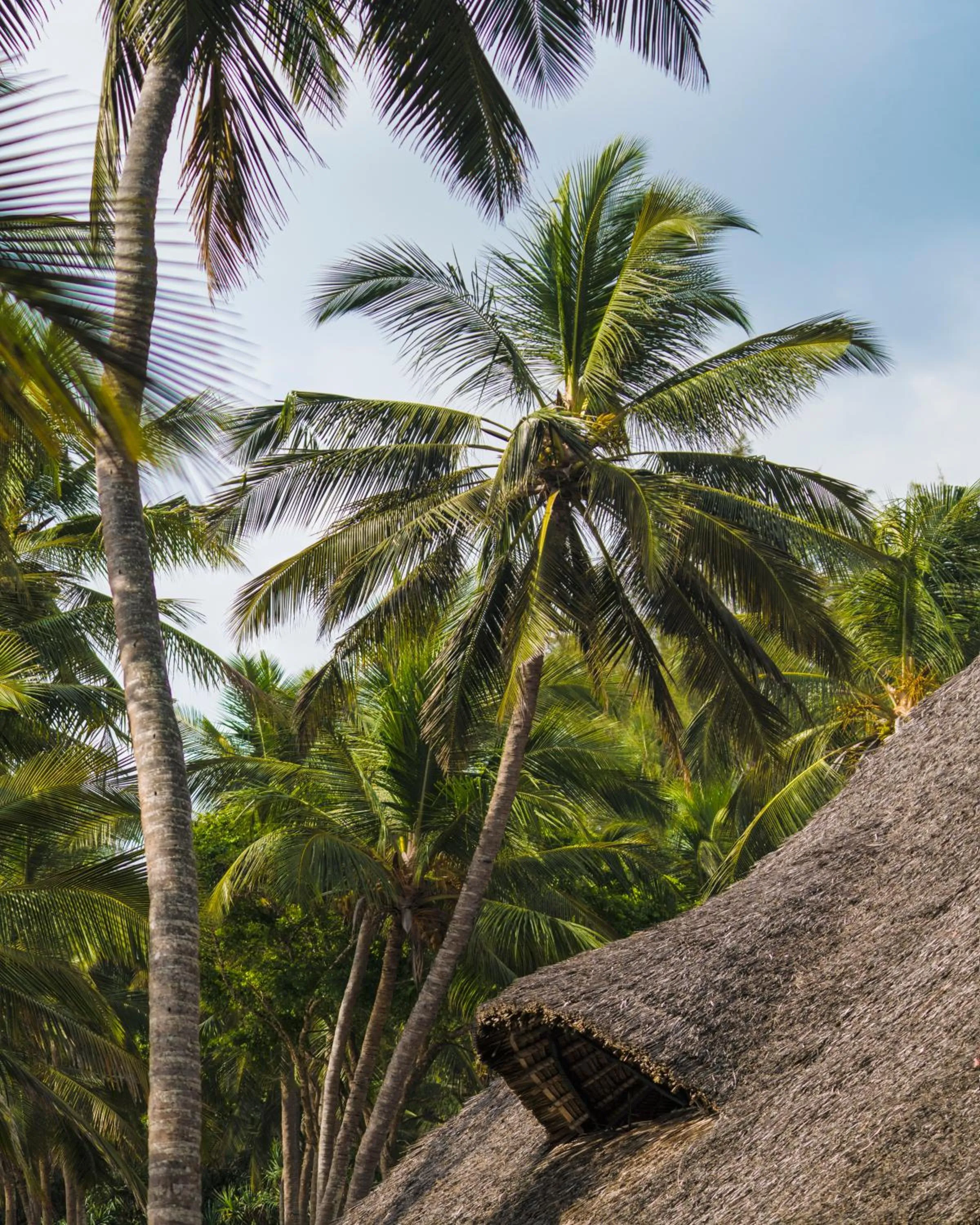 Natural landscape in Diani Sea Lodge - All Inclusive