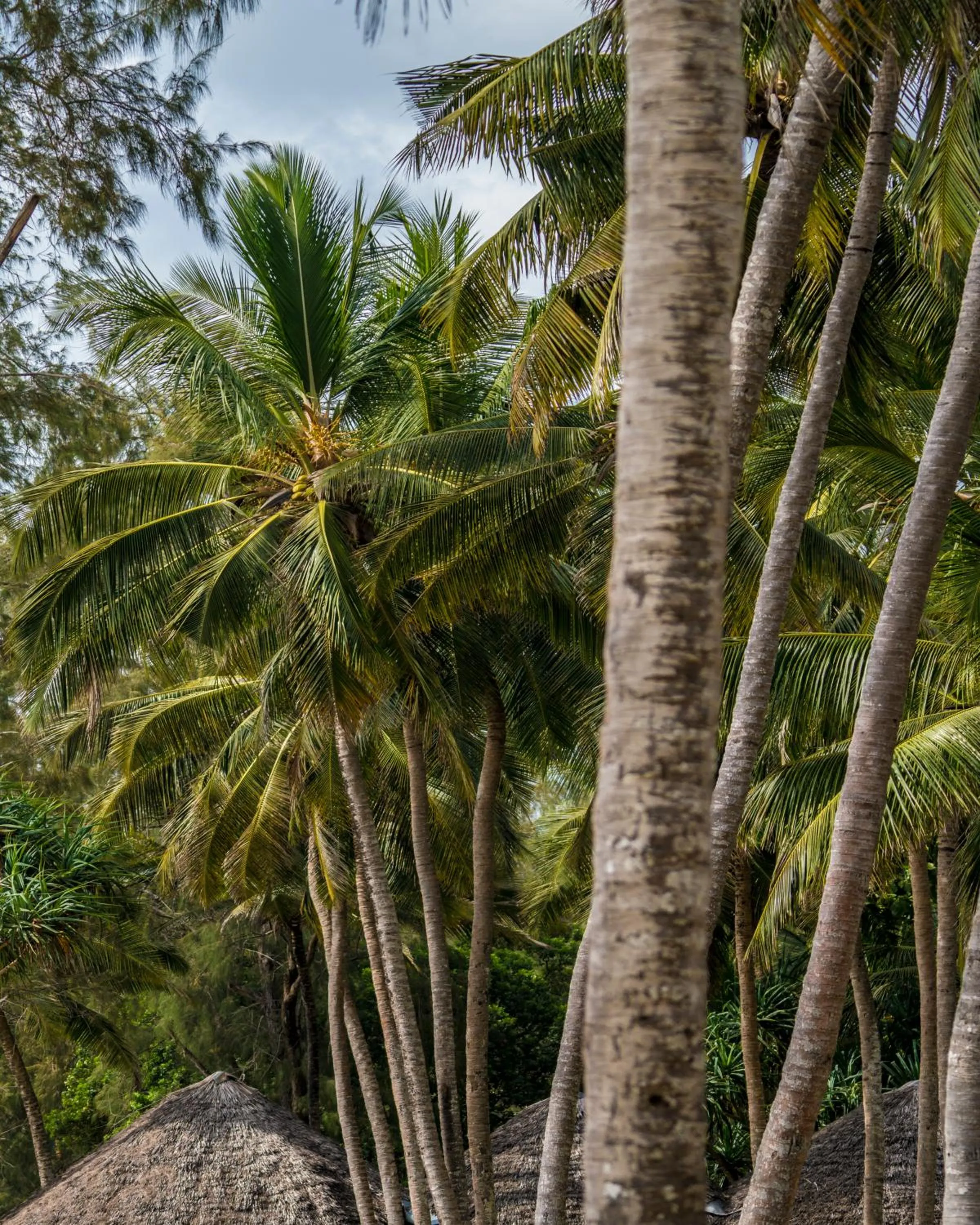 Natural landscape in Diani Sea Lodge - All Inclusive