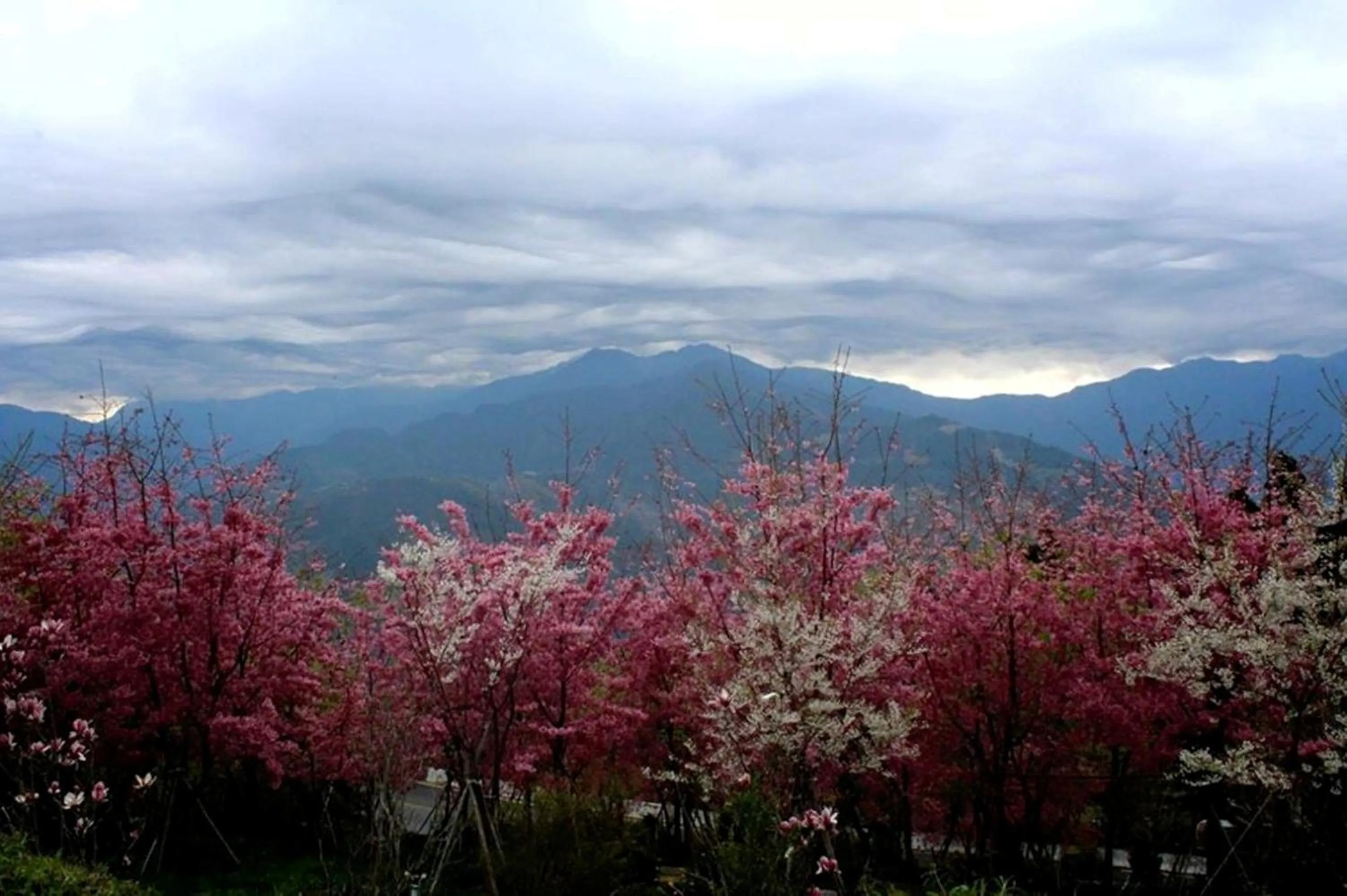 Garden view in Liching Garden Villa