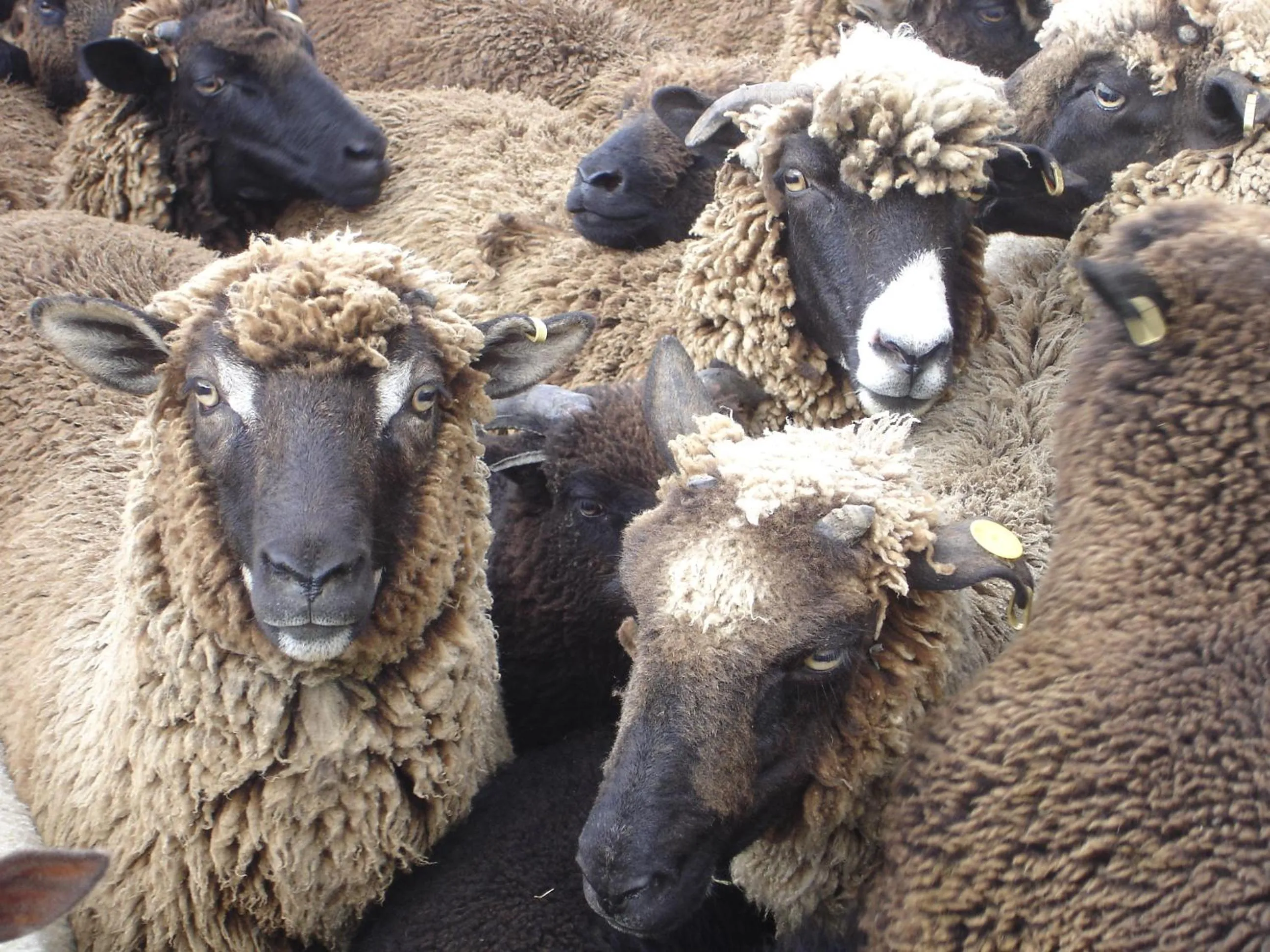 Animals in Country Homestead at Black Sheep Farm