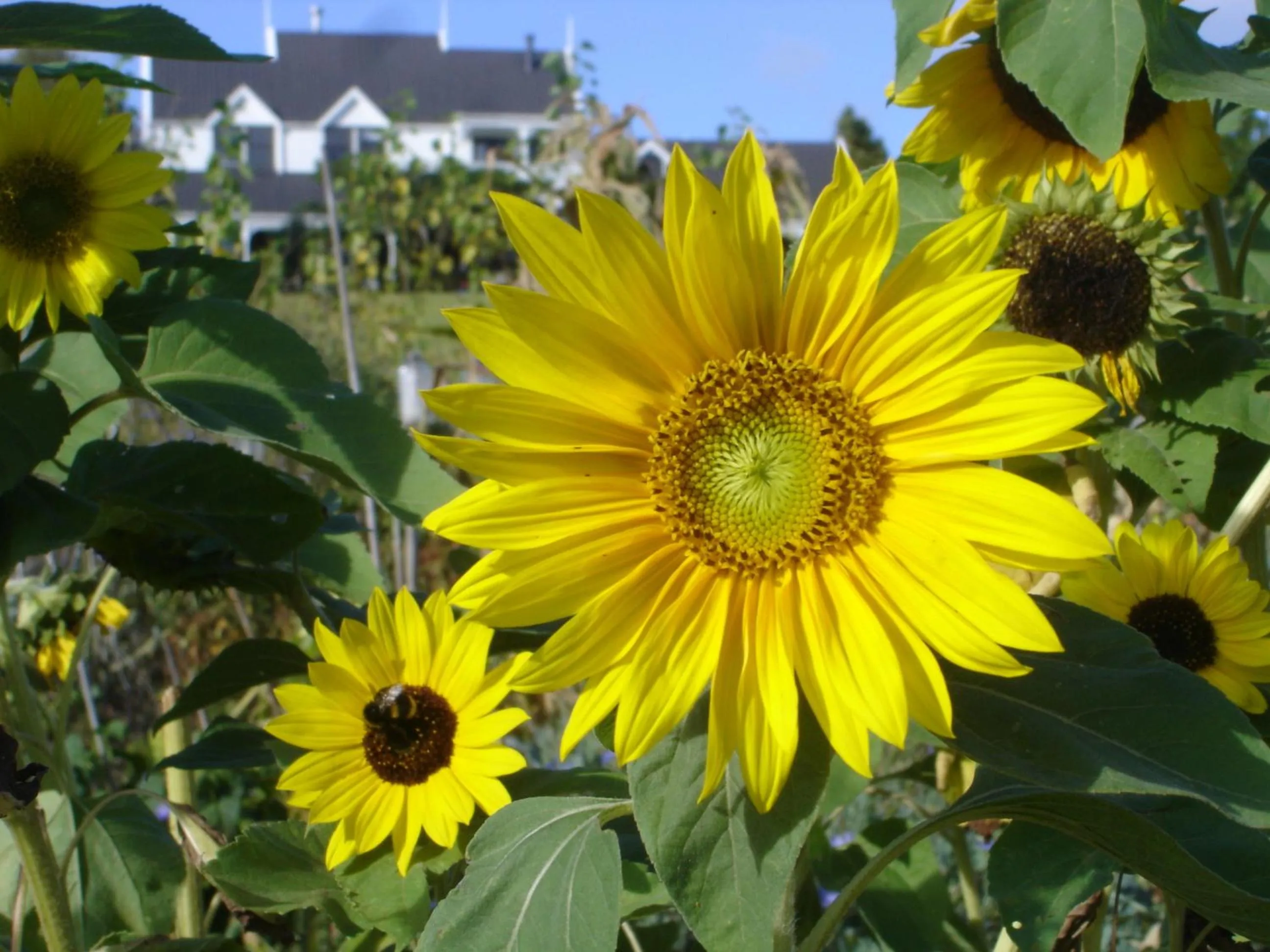 Natural landscape in Country Homestead at Black Sheep Farm