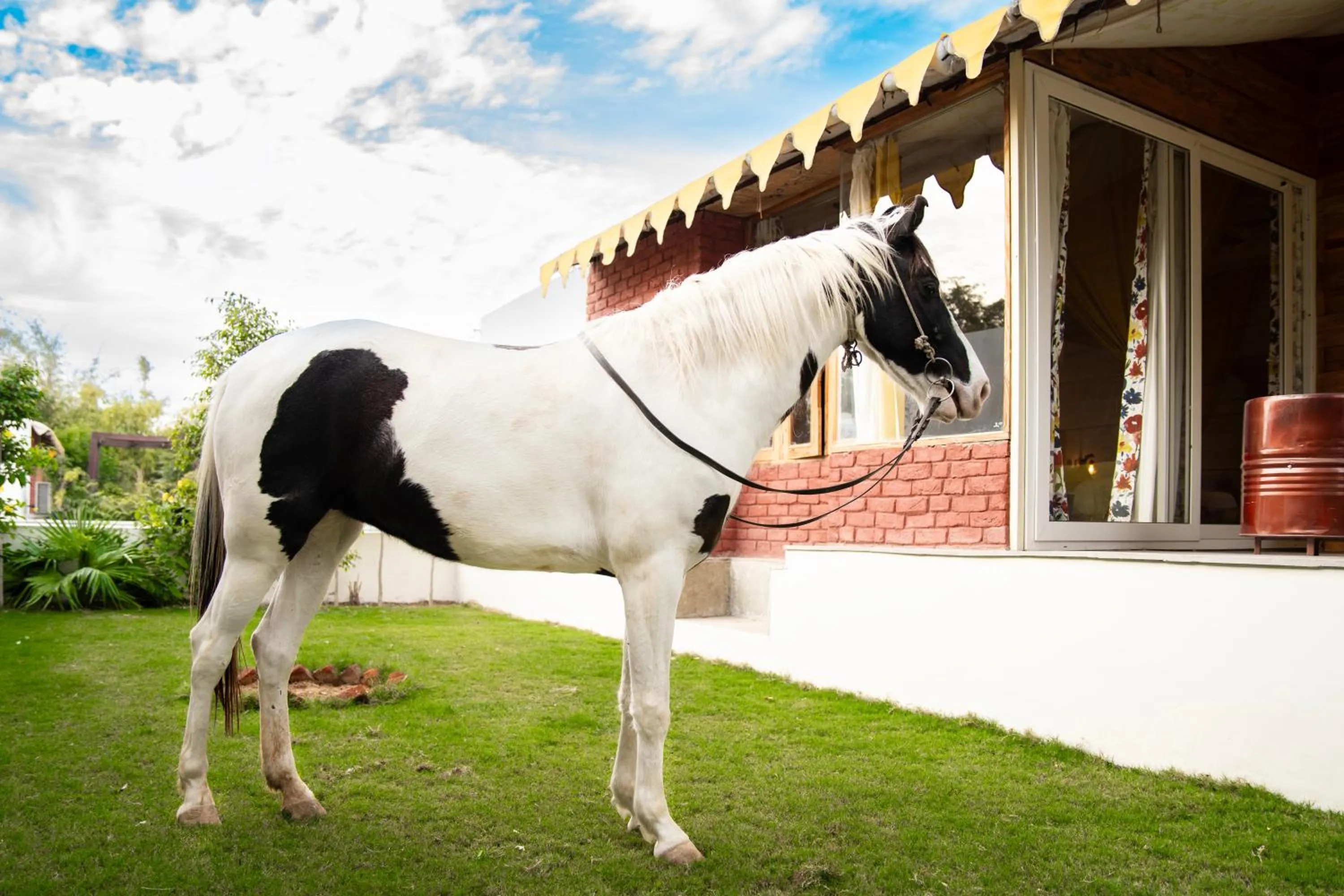 Animals in Aranya by Stories