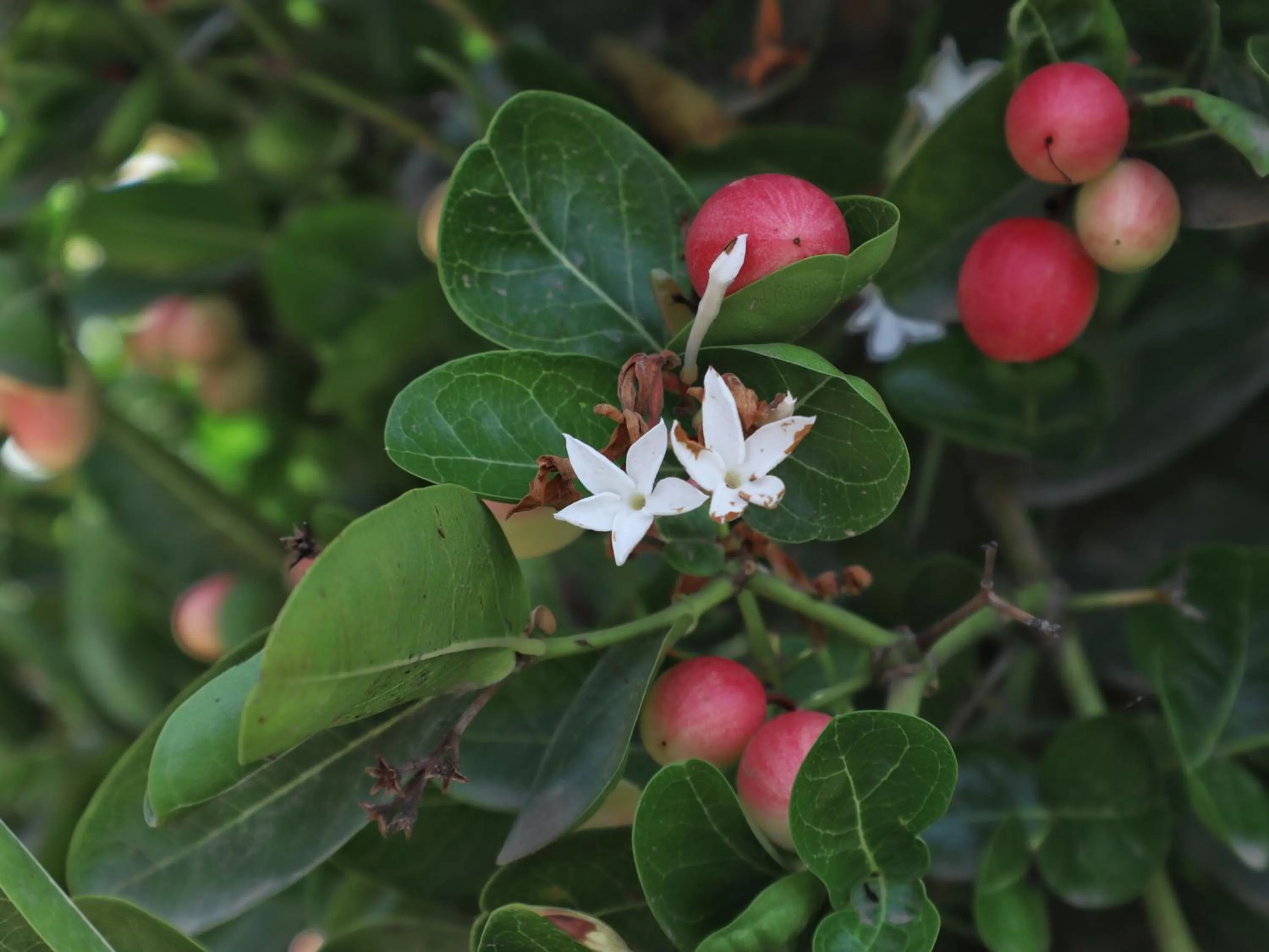 Garden in Aranya by Stories