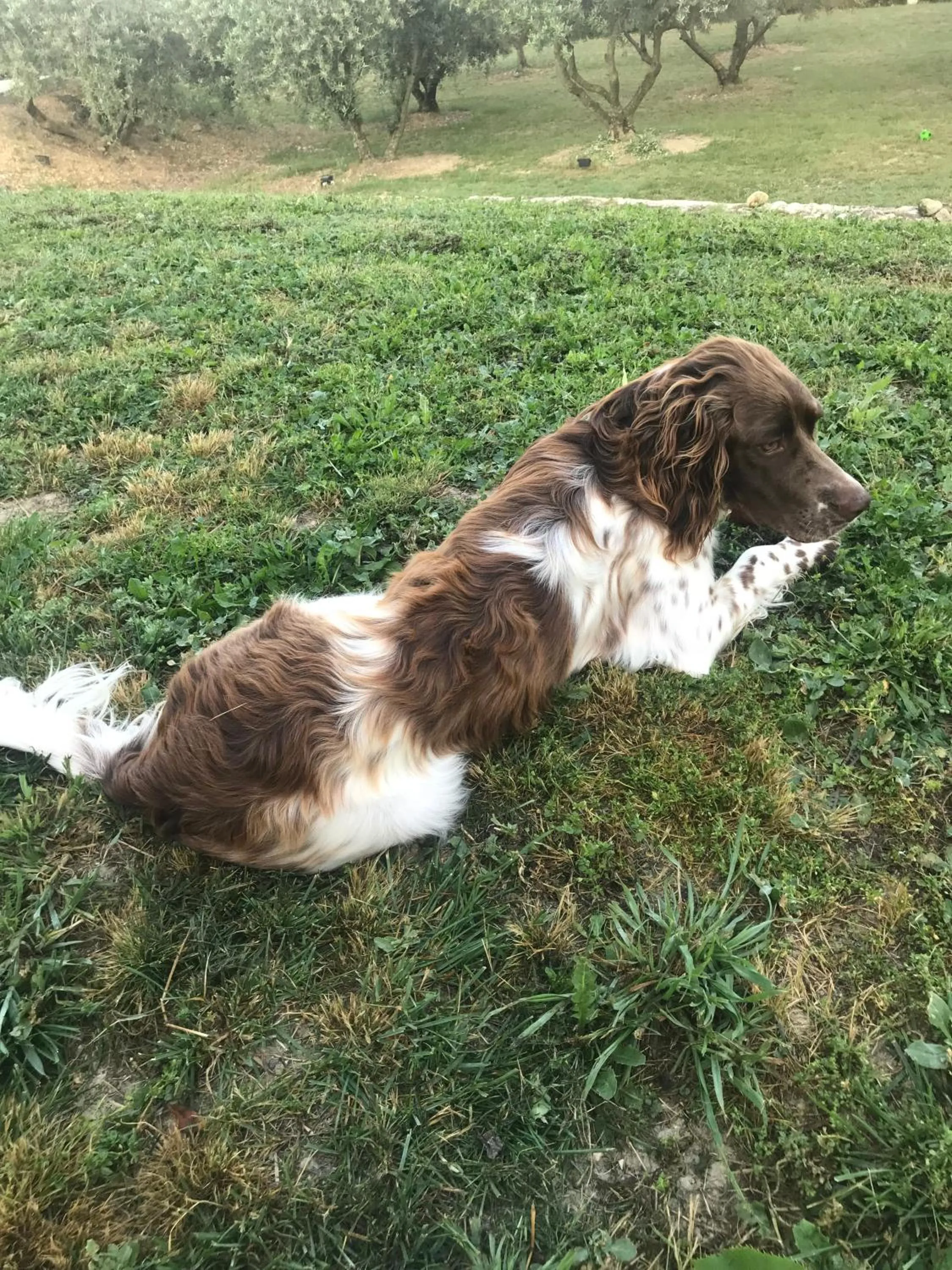 Pets in B&B La Grande Dame