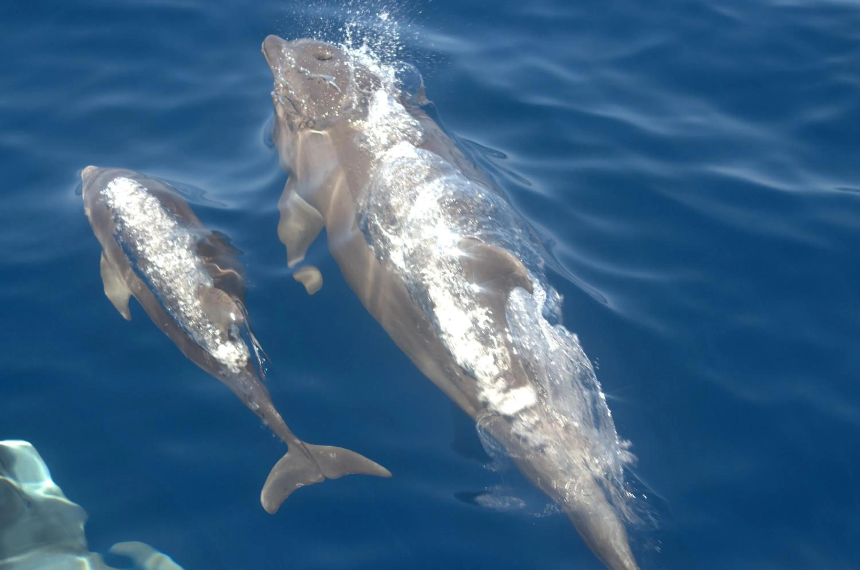 Snorkeling in Rasdhoo Coralville