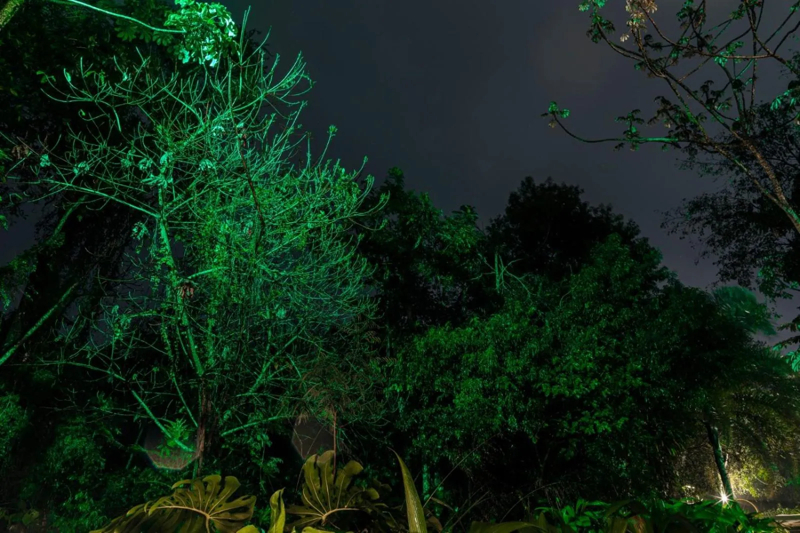 Rainforest Hotel & Cabañas